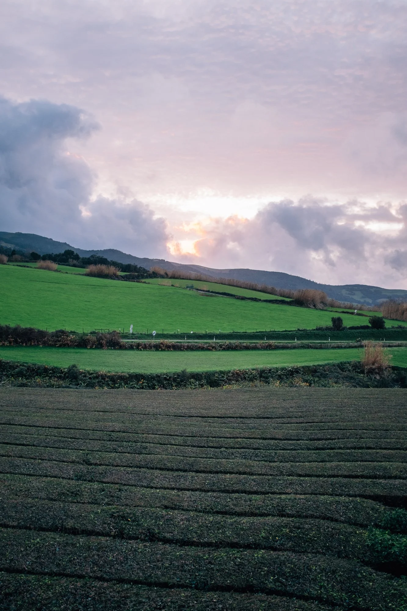 Gorreana Tea Plantation. Europe’s only tea plantation, established in 1883.
