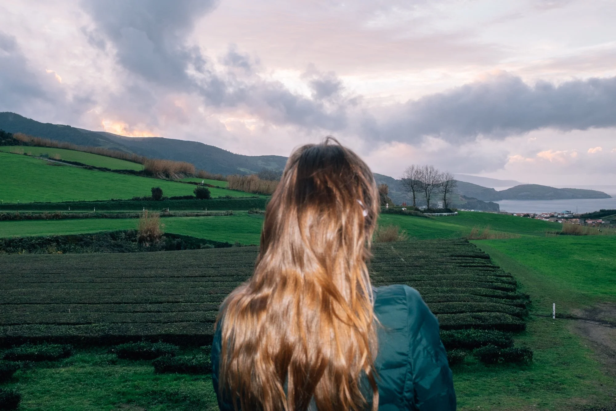 Gorreana Tea Plantation. Europe’s only tea plantation, established in 1883.