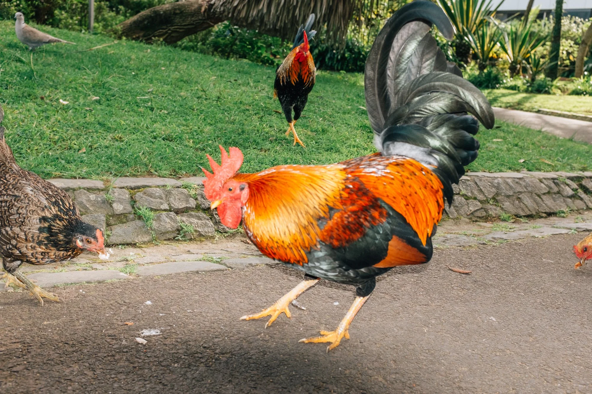 Jardim Botânico António Borges. Chickens enjoying bread from the breakfast buffet.
