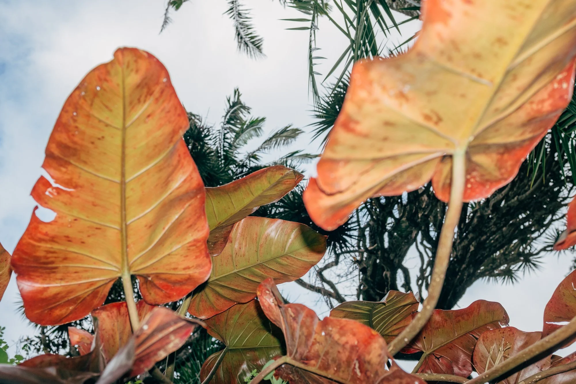 Jardim Botânico António Borges