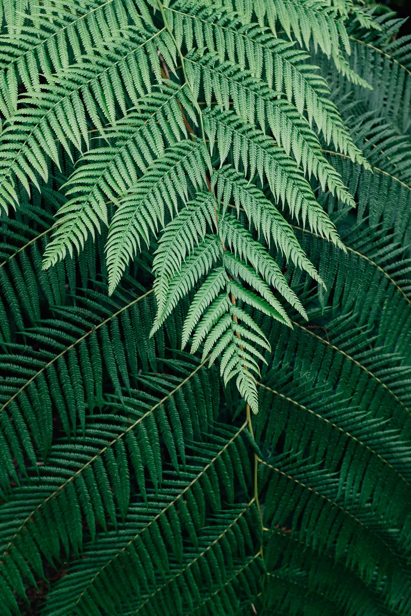 Terra Nostra Botanical Garden, Furnas. Historic 18th‑century estate turned hotel, featuring exotic and native plants alongside geothermal hot springs.
