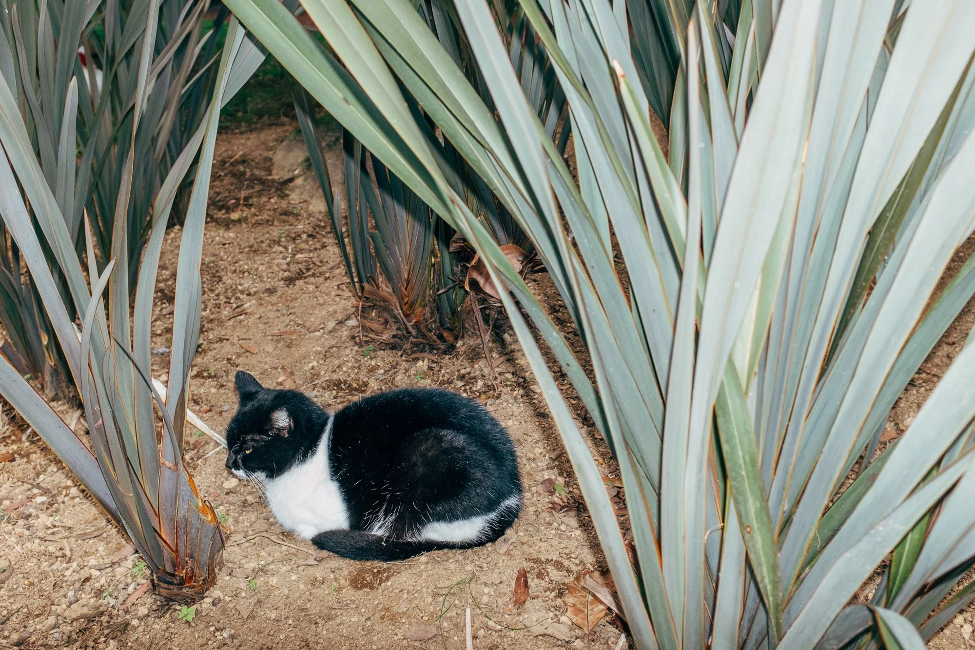 Jardim Botânico António Borges