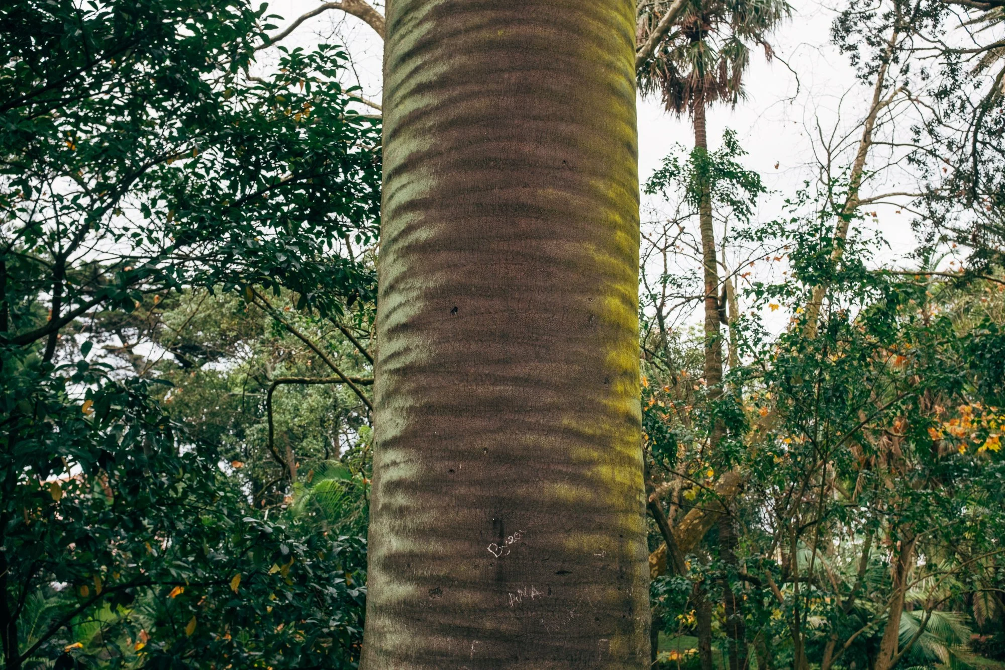 Chilean Wine Palm, Jardim Botânico António Borges