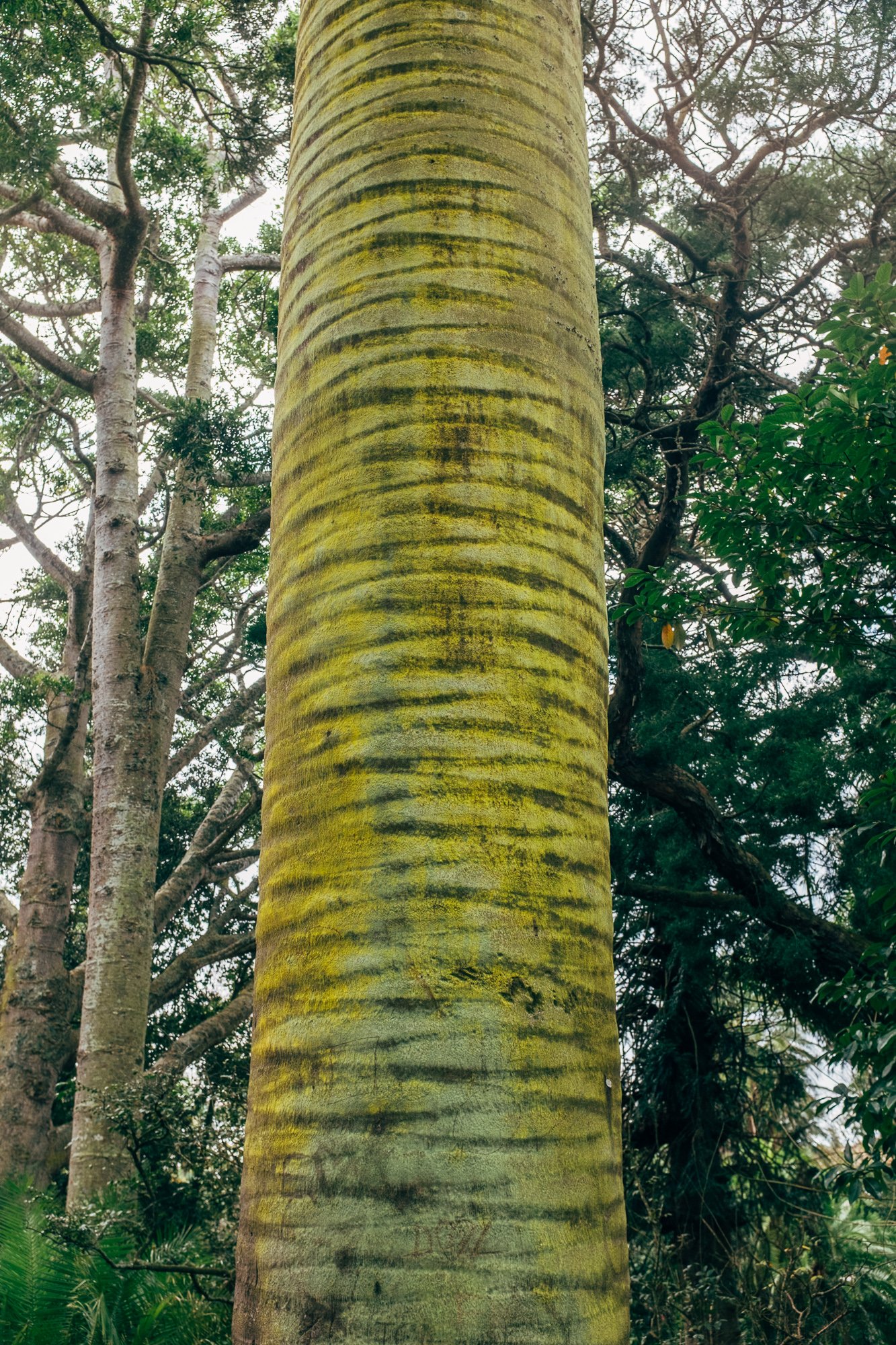 Chilean Wine Palm, Jardim Botânico António Borges