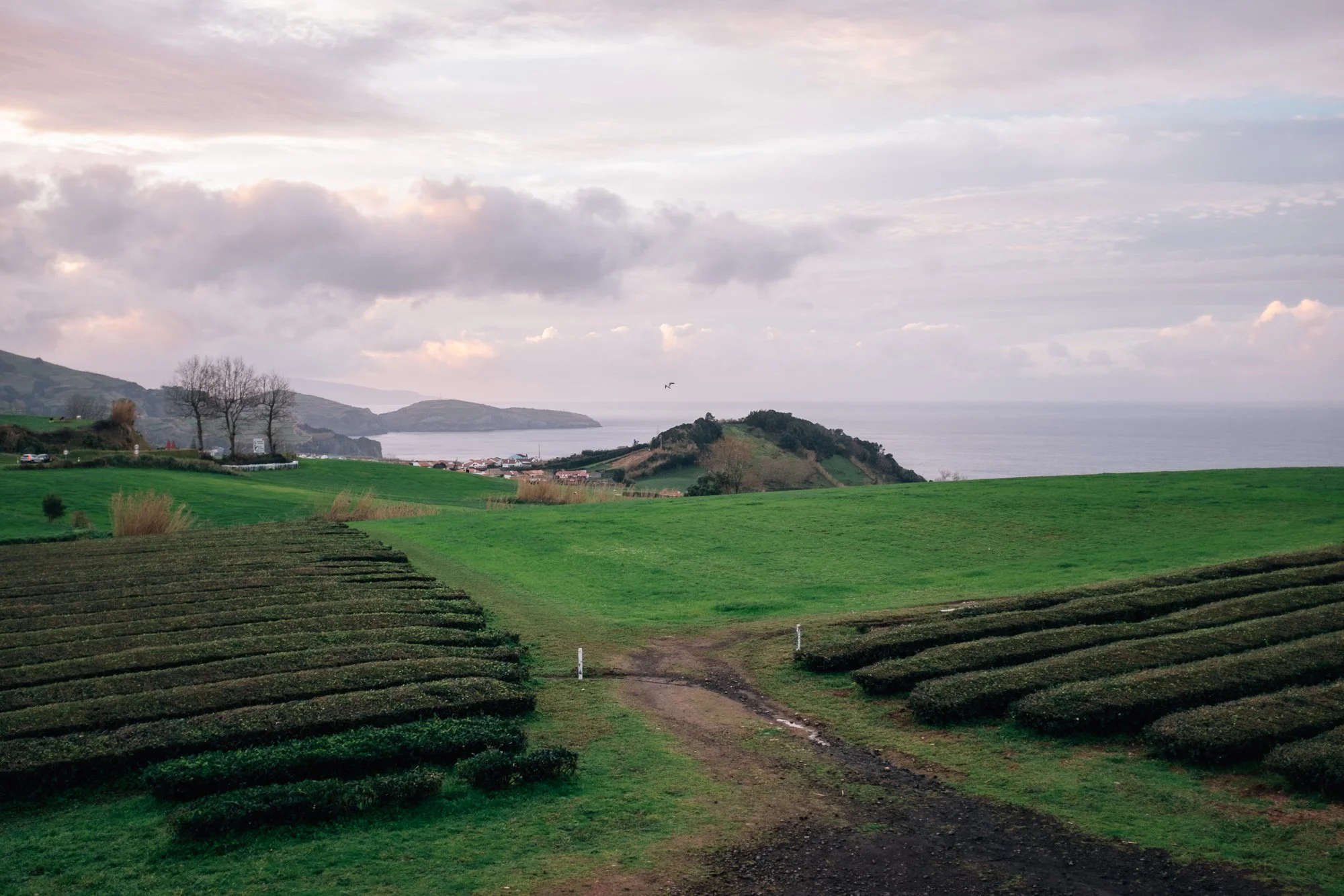 Gorreana Tea Plantation. Europe’s only tea plantation, established in 1883.