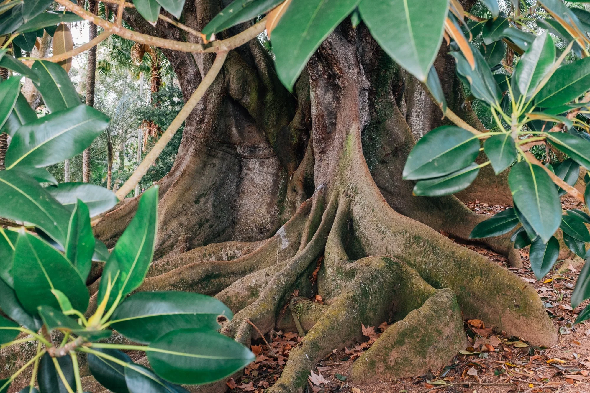 Jardim Botânico António Borges. A 19th‑century Moreton Bay fig, one of the garden’s oldest and largest trees.