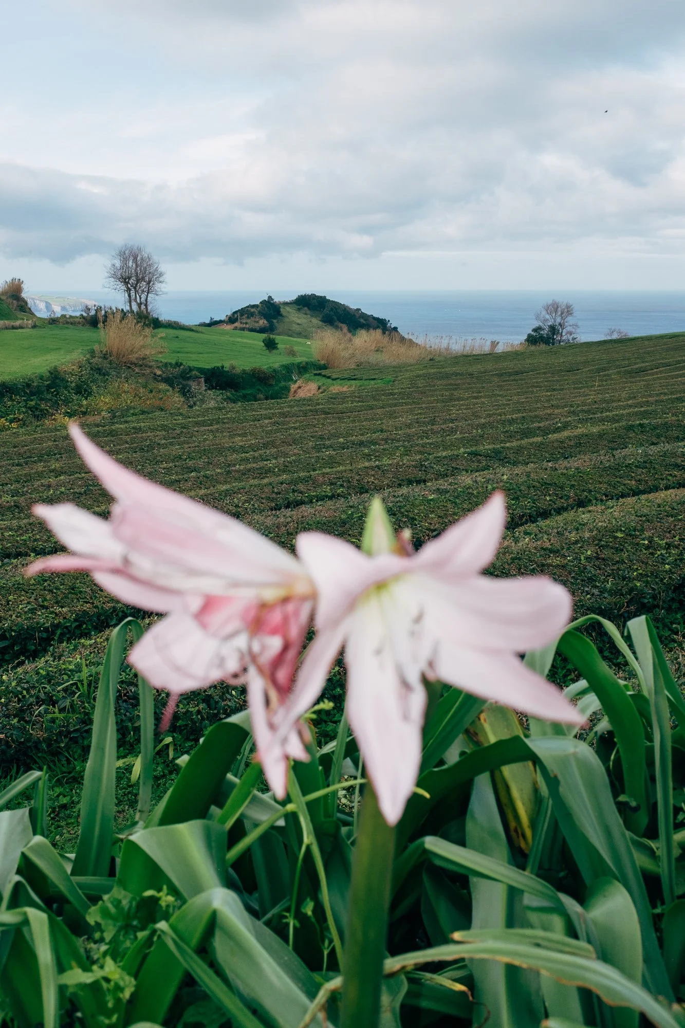 Gorreana Tea Plantation. Europe’s only tea plantation, established in 1883.