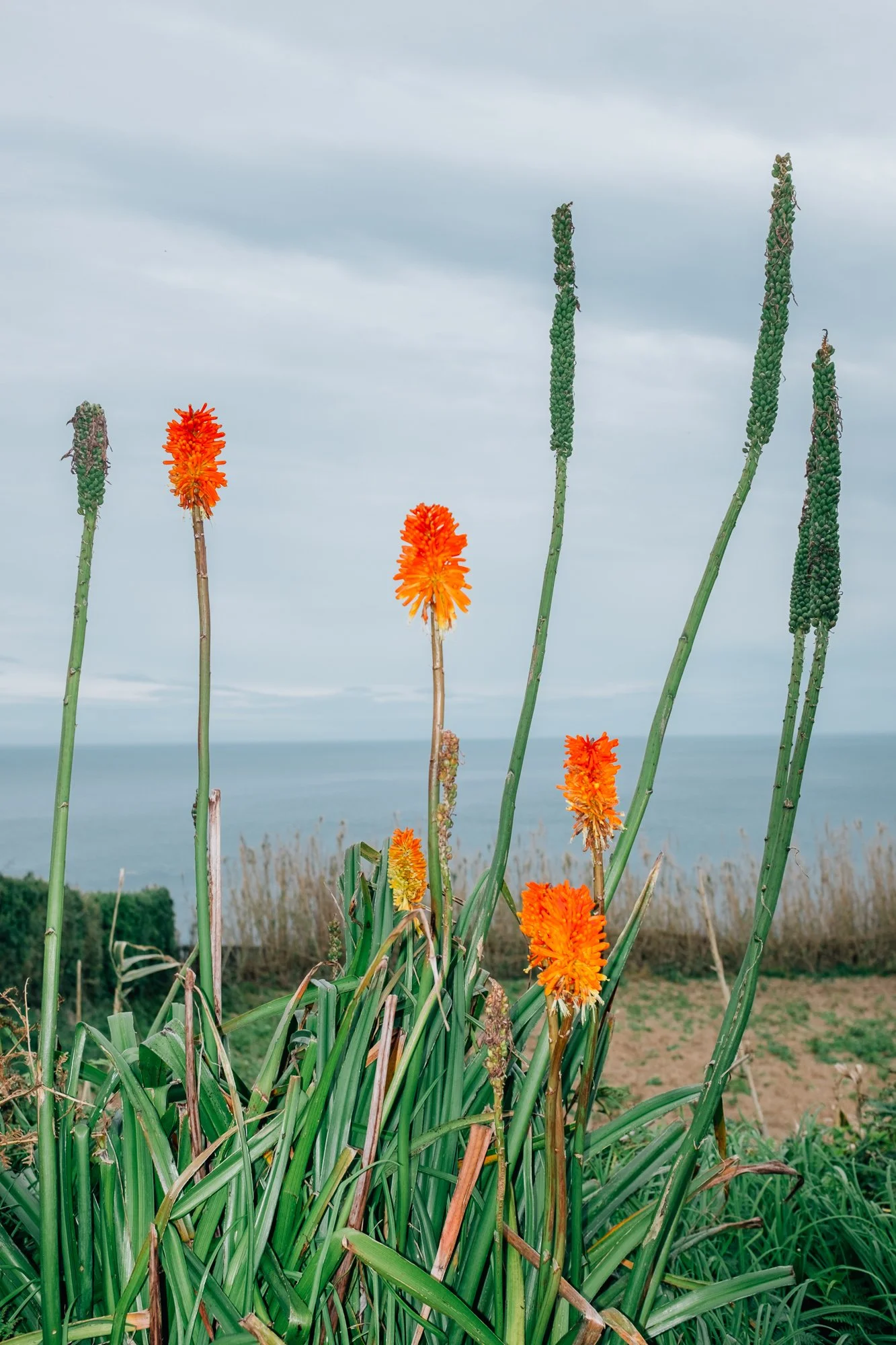 Red Hot Poker (Kniphofia) along Moinho do Félix, coastal hiking loop that cuts inland along several waterfalls