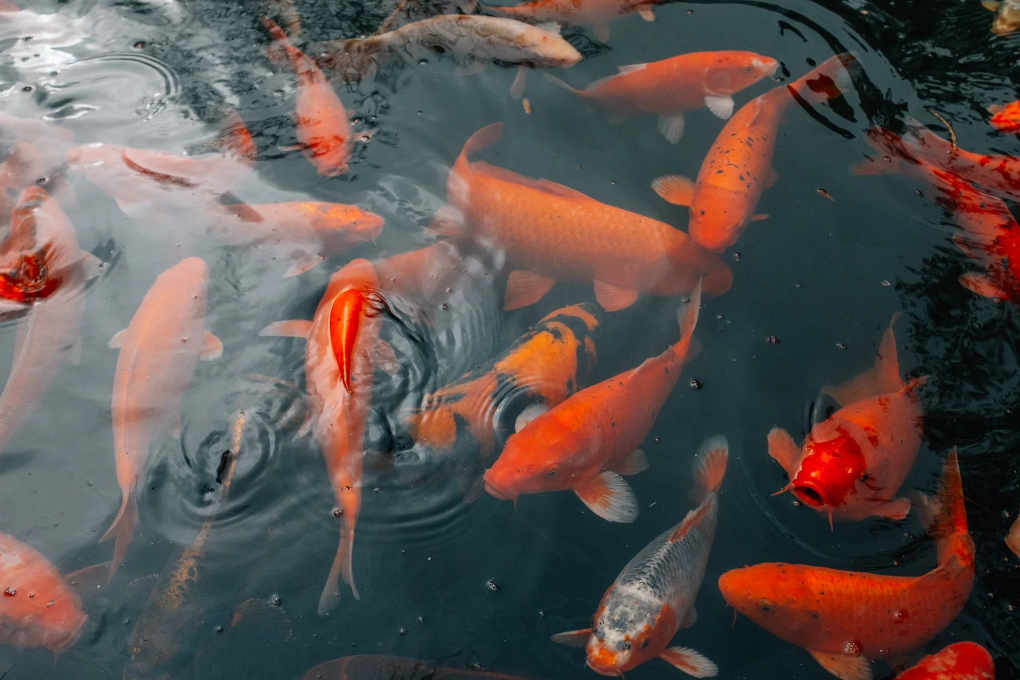 Terra Nostra Botanical Garden, Furnas. Historic 18th‑century estate turned hotel, featuring exotic and native plants alongside geothermal hot springs.