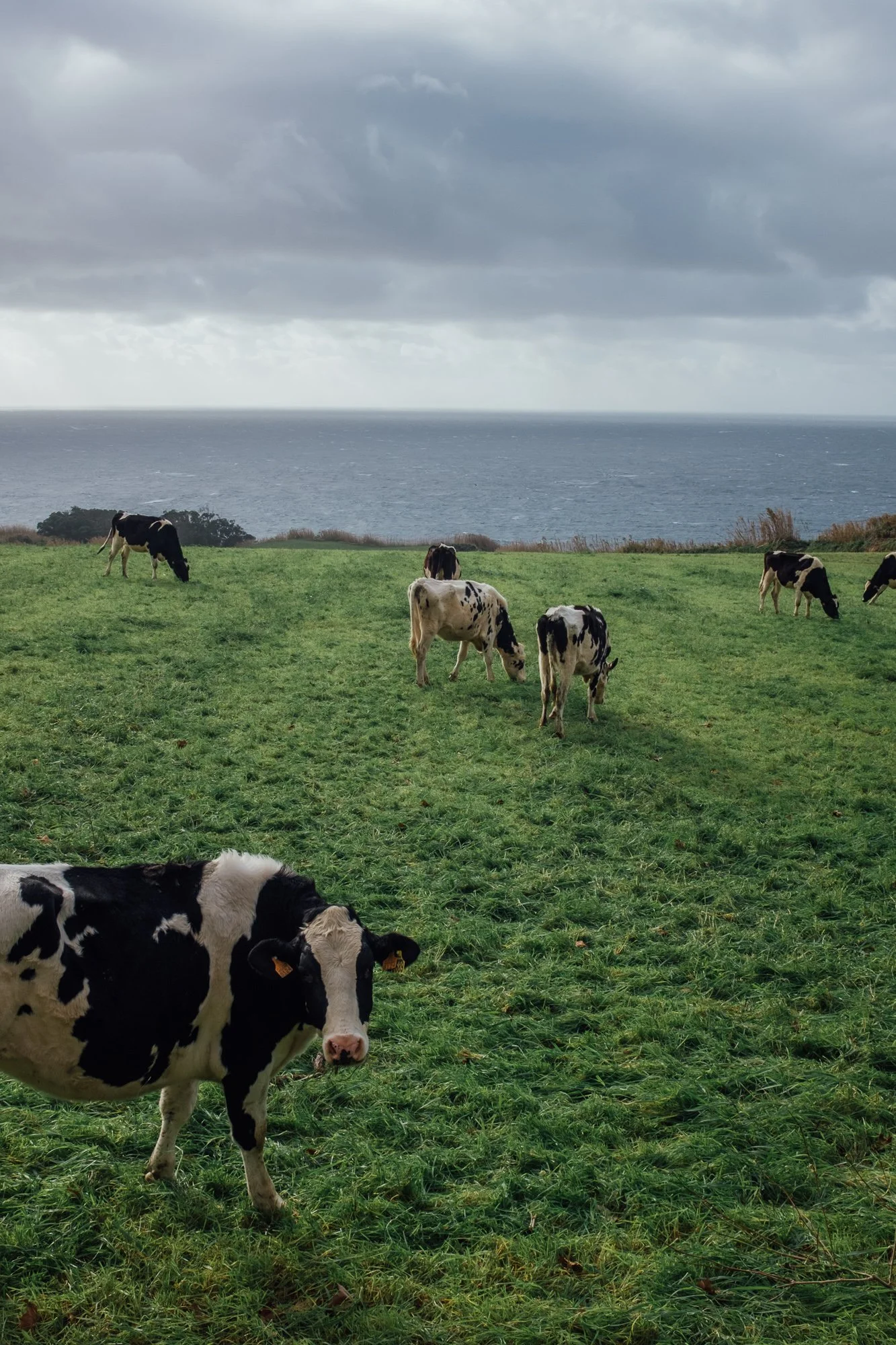 Dairy cows grazing outside MôMô restaurant