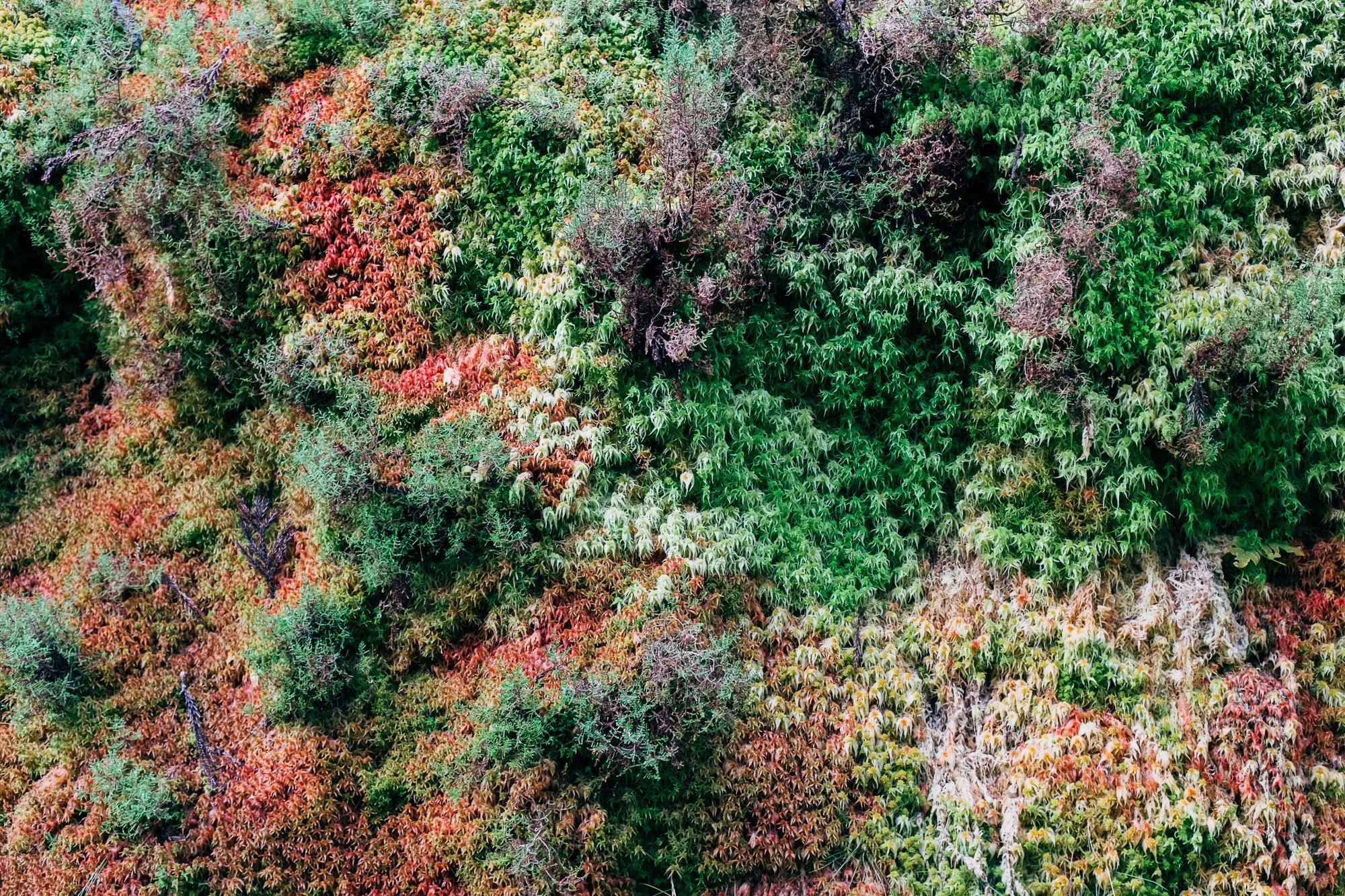 Mosses along Sendero Serra Devassa trail