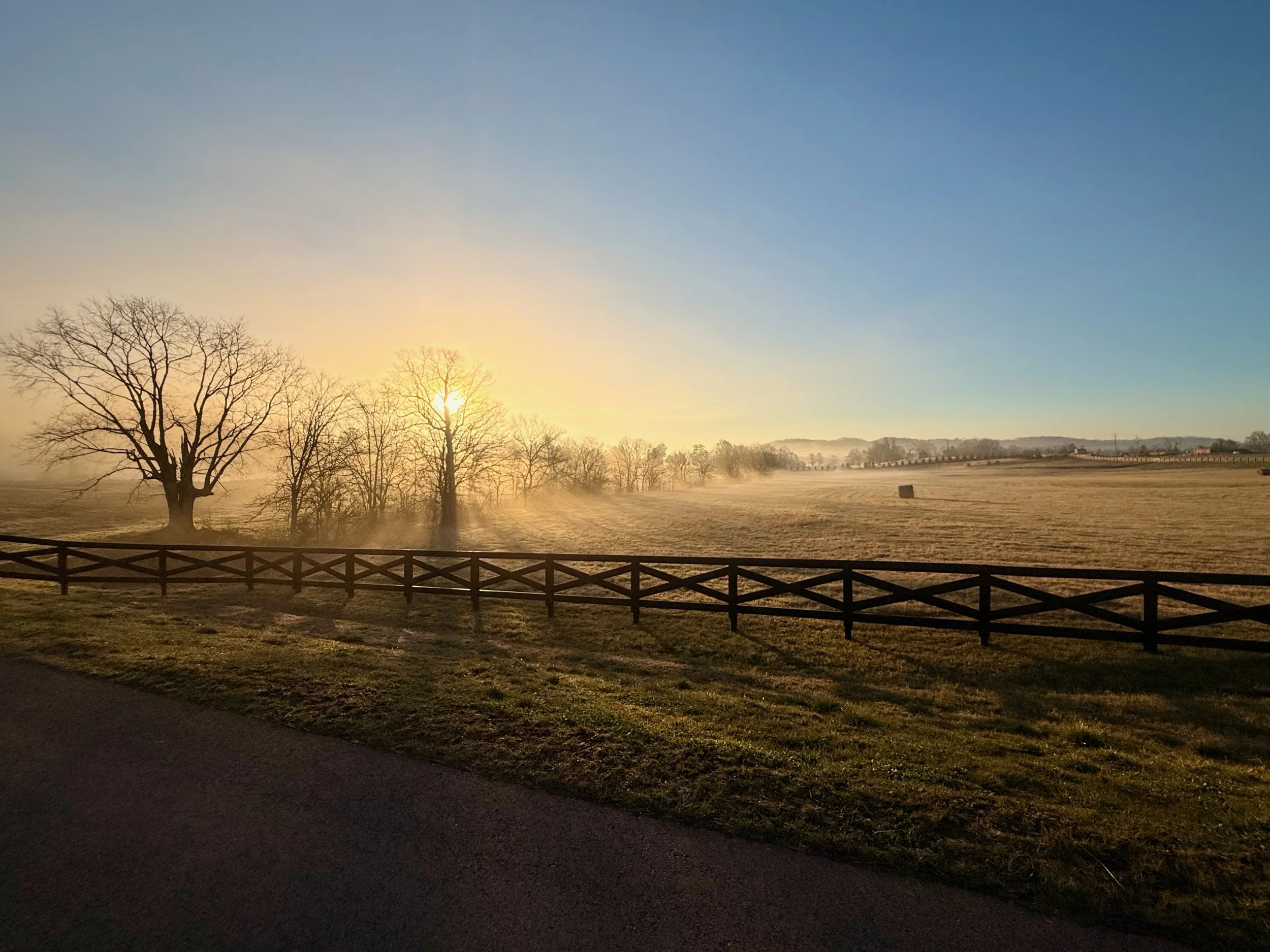 The Silent Invasion: Reclaiming Your Middle Tennessee Property from Invasive Species