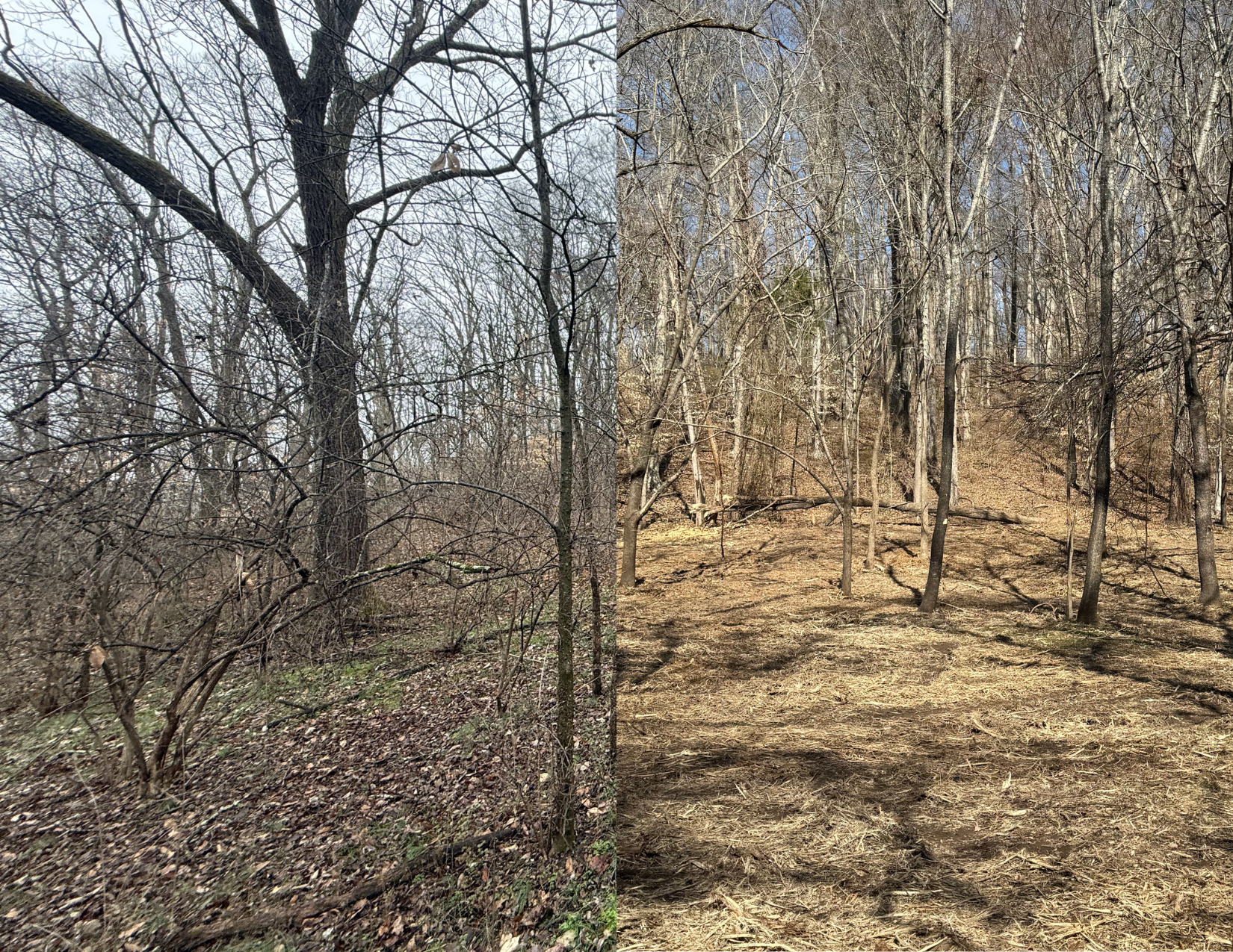 Forestry Mulching vs. Traditional Land Clearing: Which is Right for Your Property?