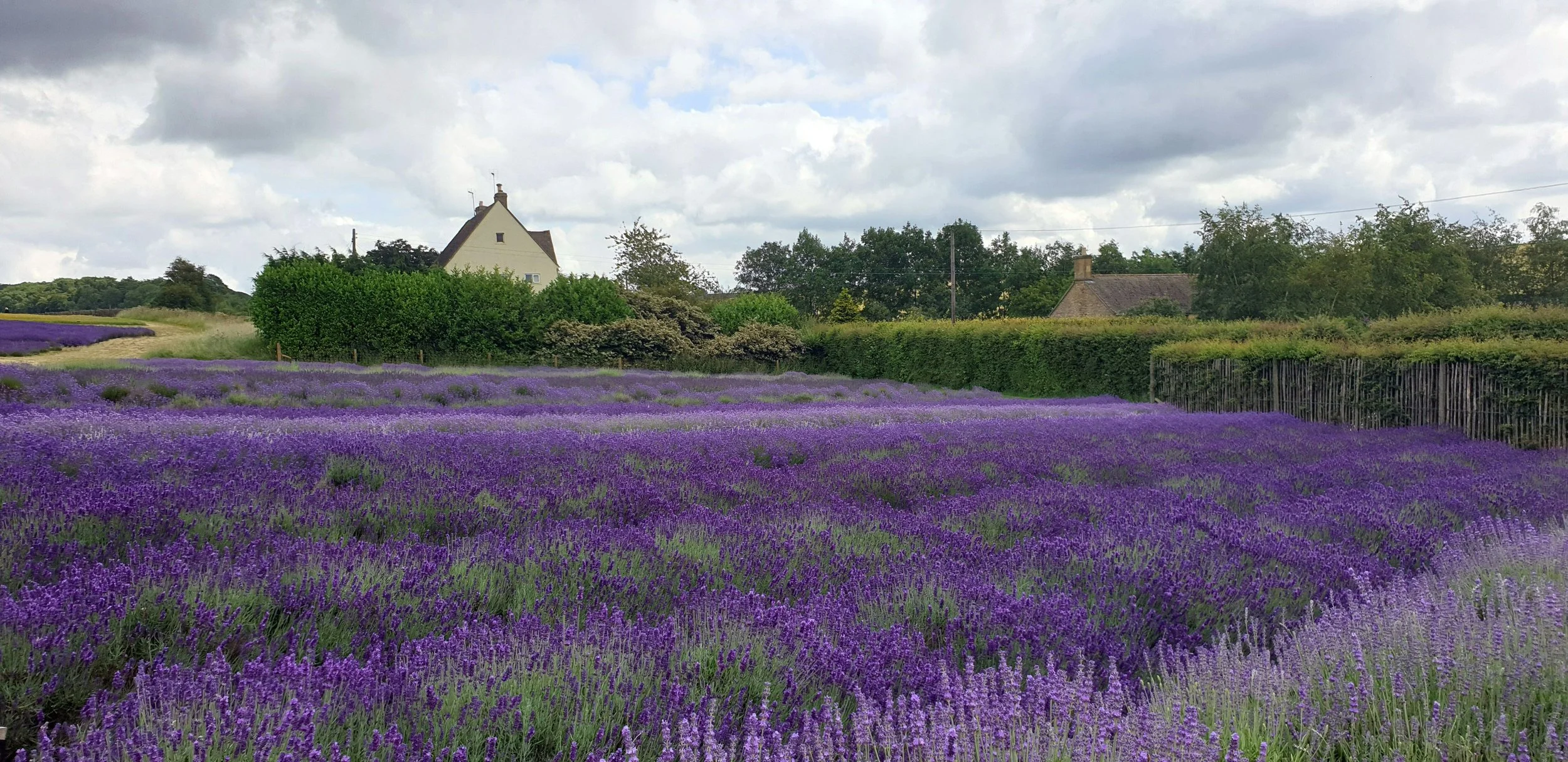 Lavender field with purple blooming lavender plants, a white house with a steep roof, green hedges, trees, and a cloudy sky in the background.