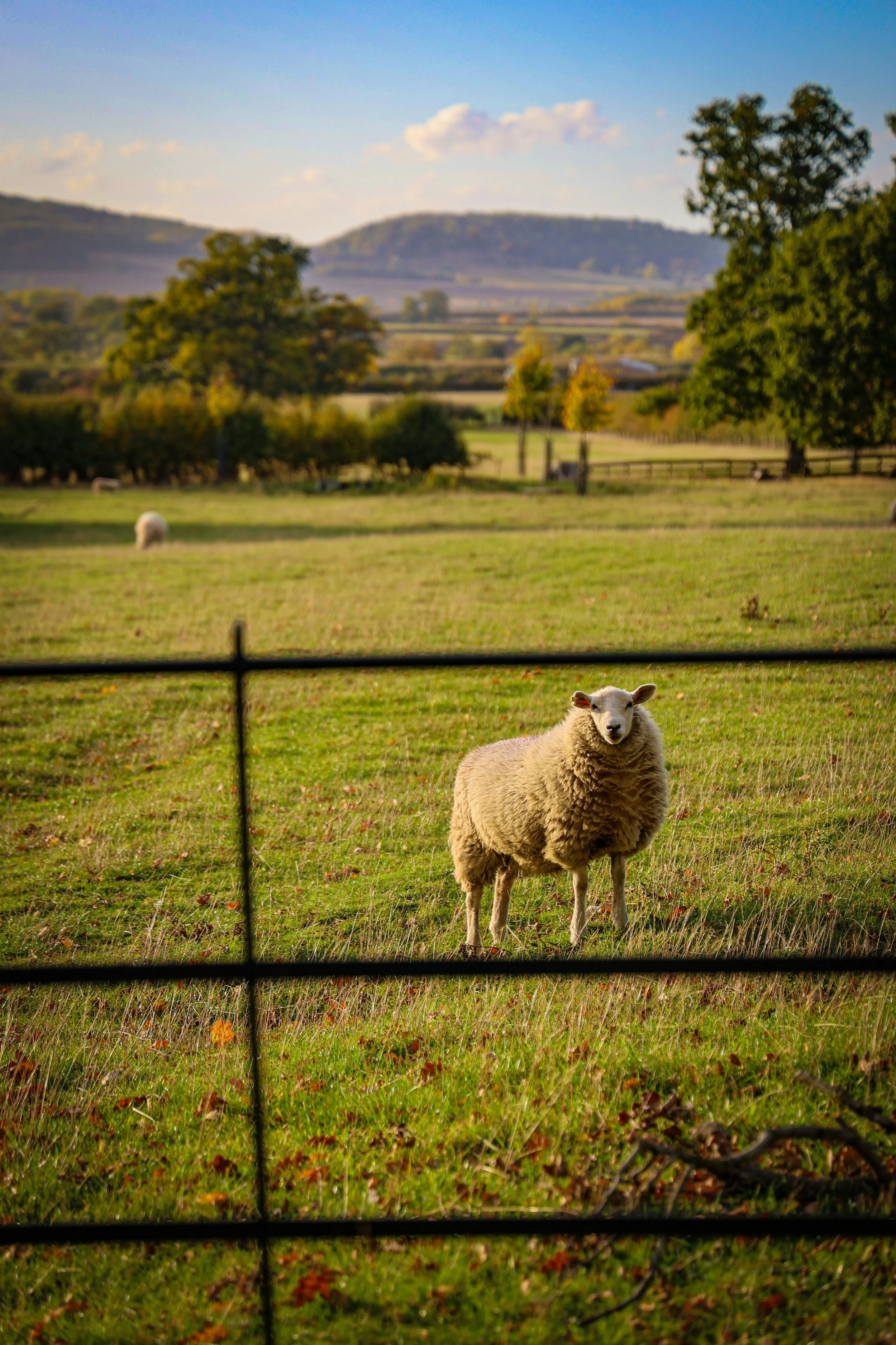 A sheep standing in a green field behind a black wire fence with trees and hills in the background.