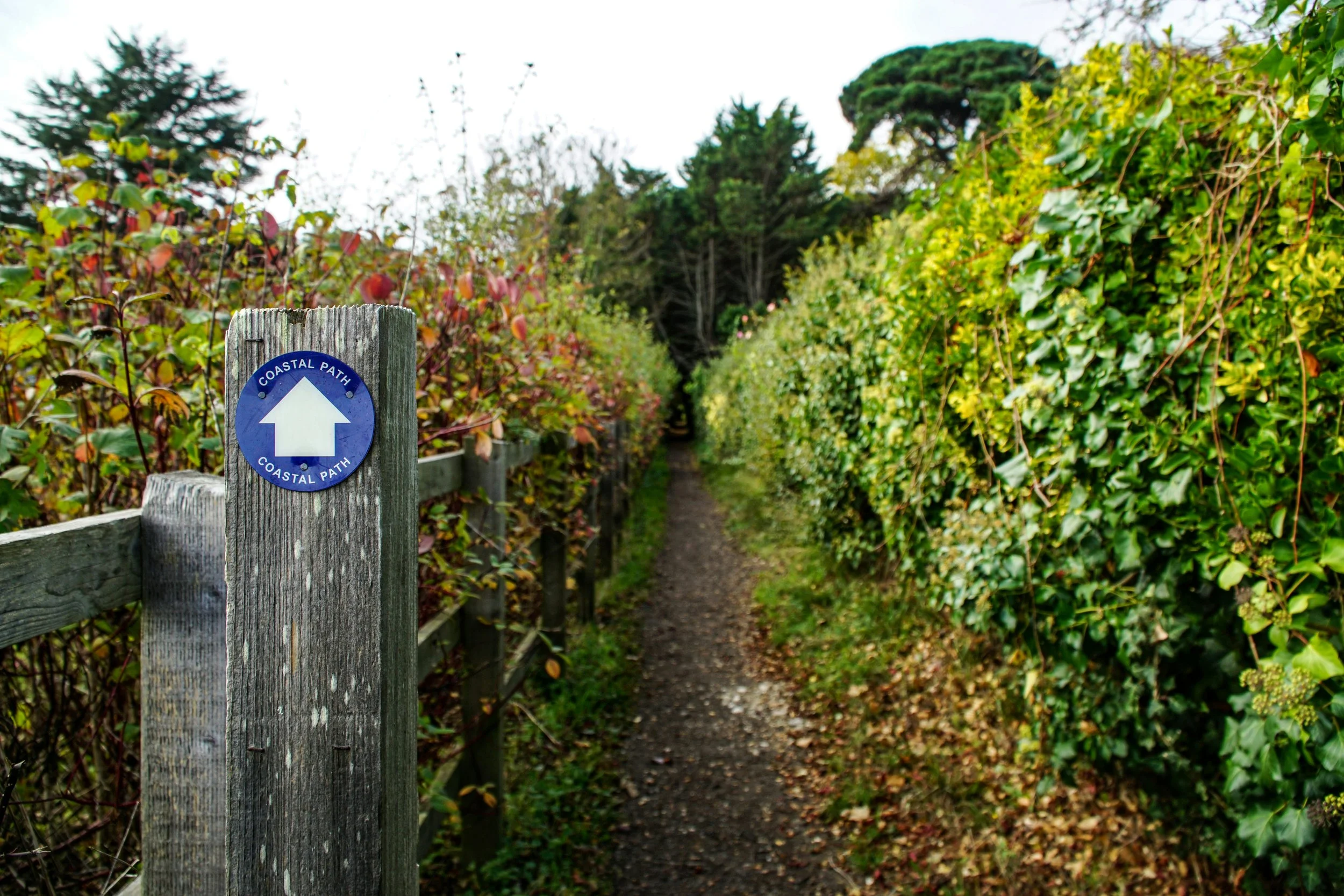 A dirt path runs through a lush, green garden with colorful bushes on both sides. A wooden post with a blue circular sign reading 'Coastal Path' and an upward arrow indicates the trail's direction.