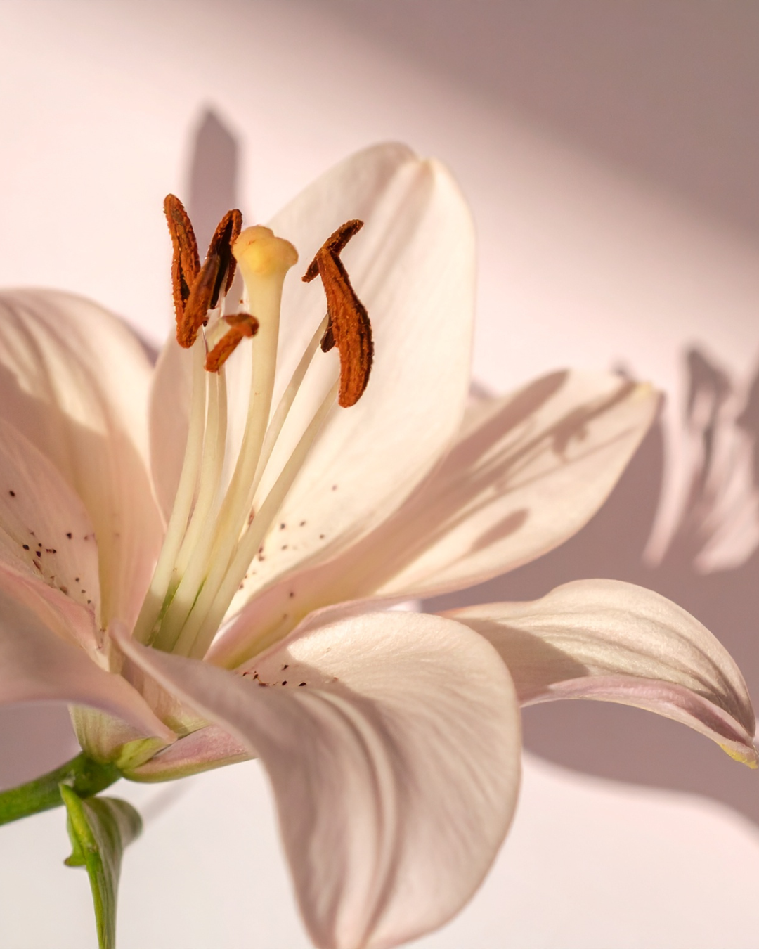 Close-up of a white lily flower with prominent brown stamens.