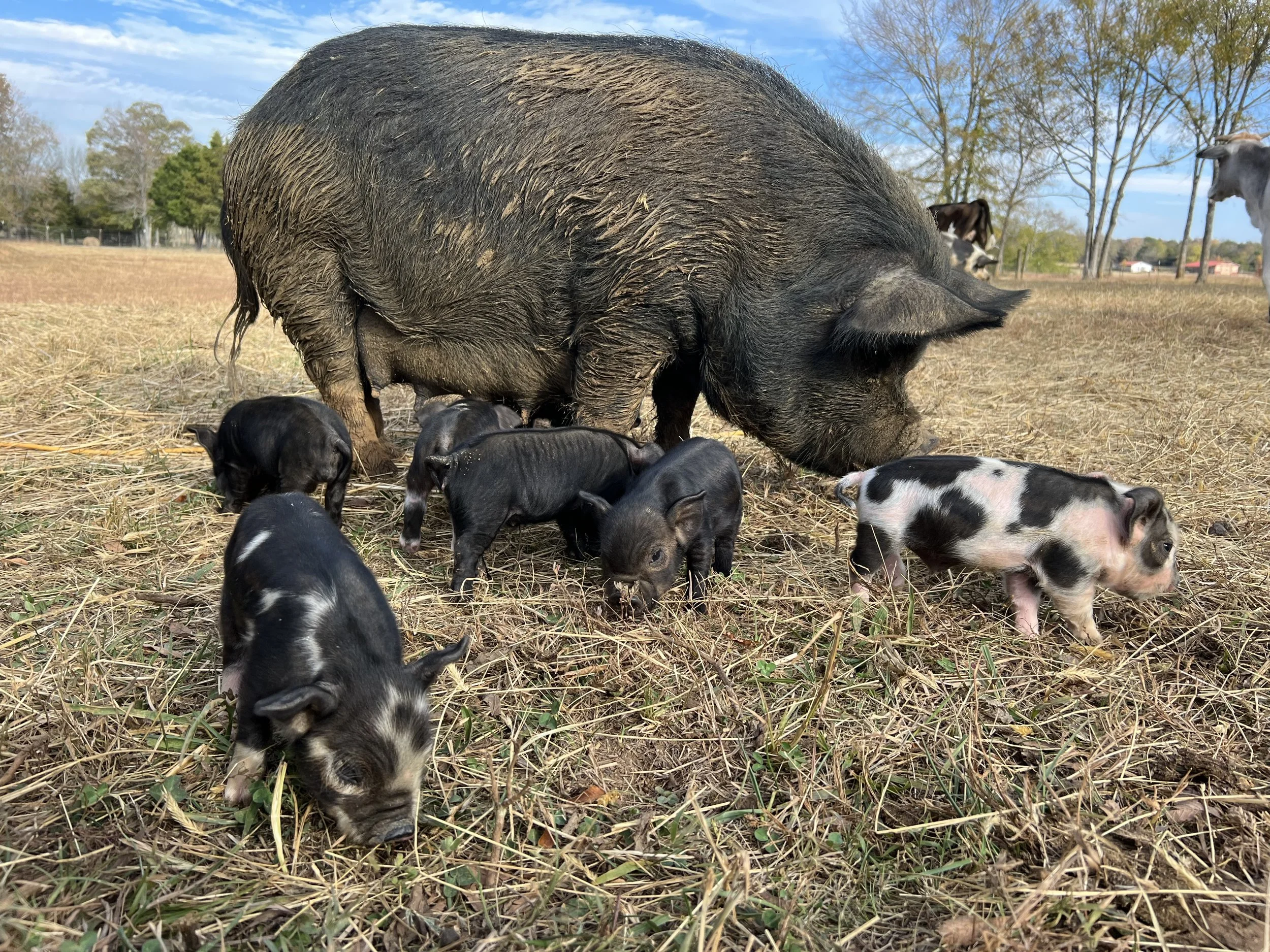 A pig and piglets grazing on grass in a field, with trees and clear blue sky in the background.