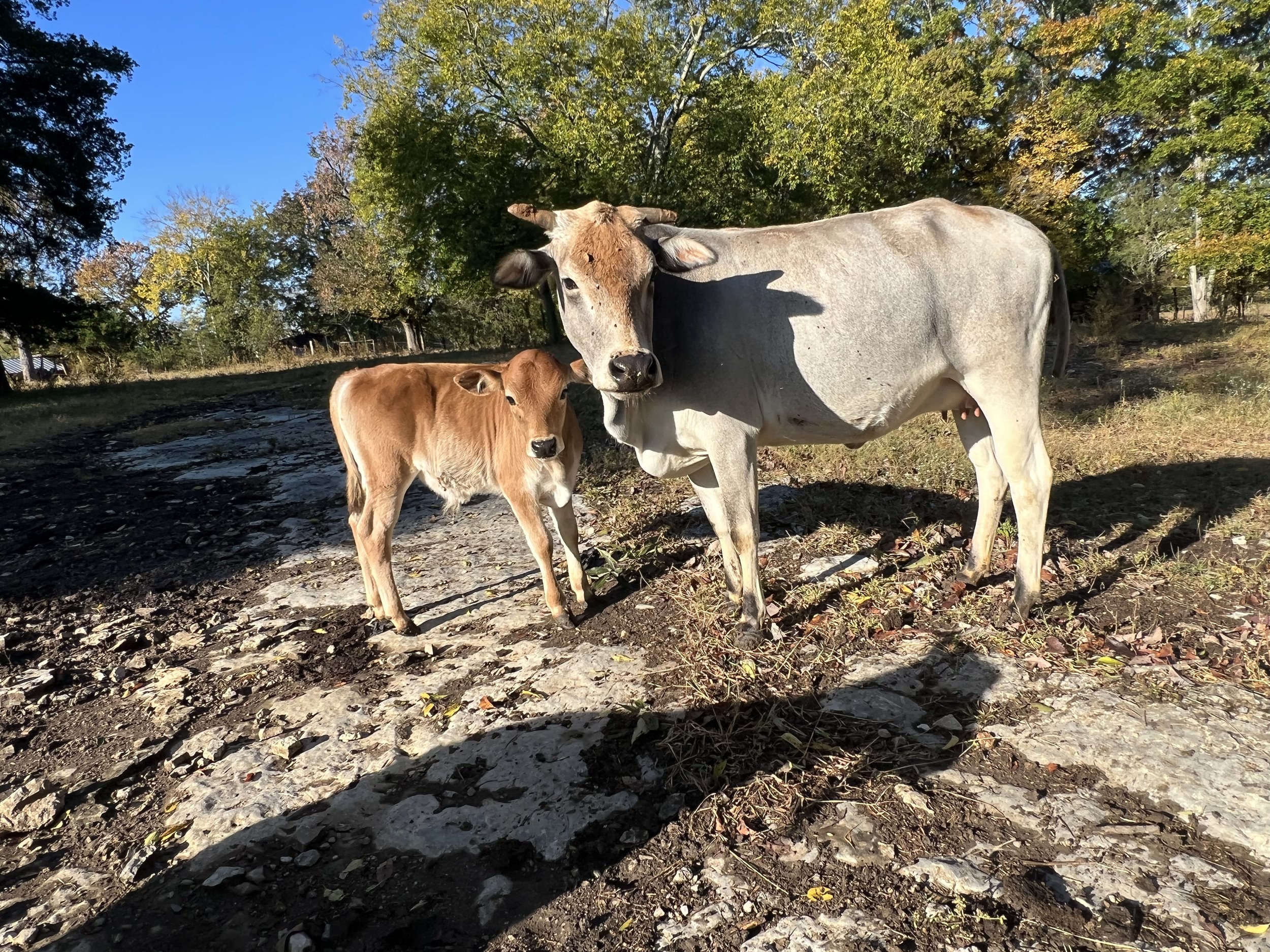 A cow and a calf standing outdoors on a rocky path with trees and blue sky in the background.