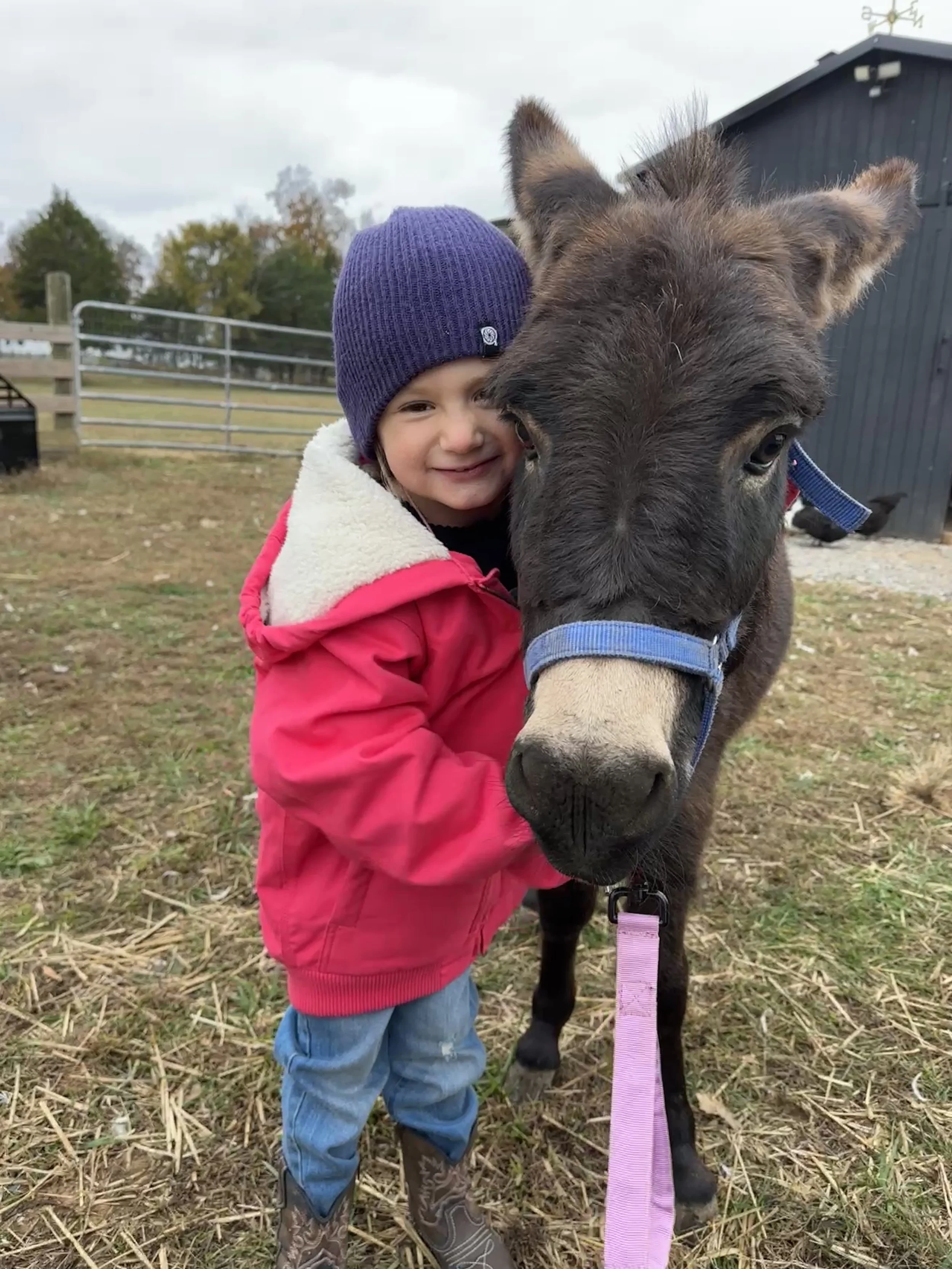 A young child wearing a purple beanie, red jacket, and cowboy boots, hugging a small black donkey with a blue halter in an outdoor farm setting.