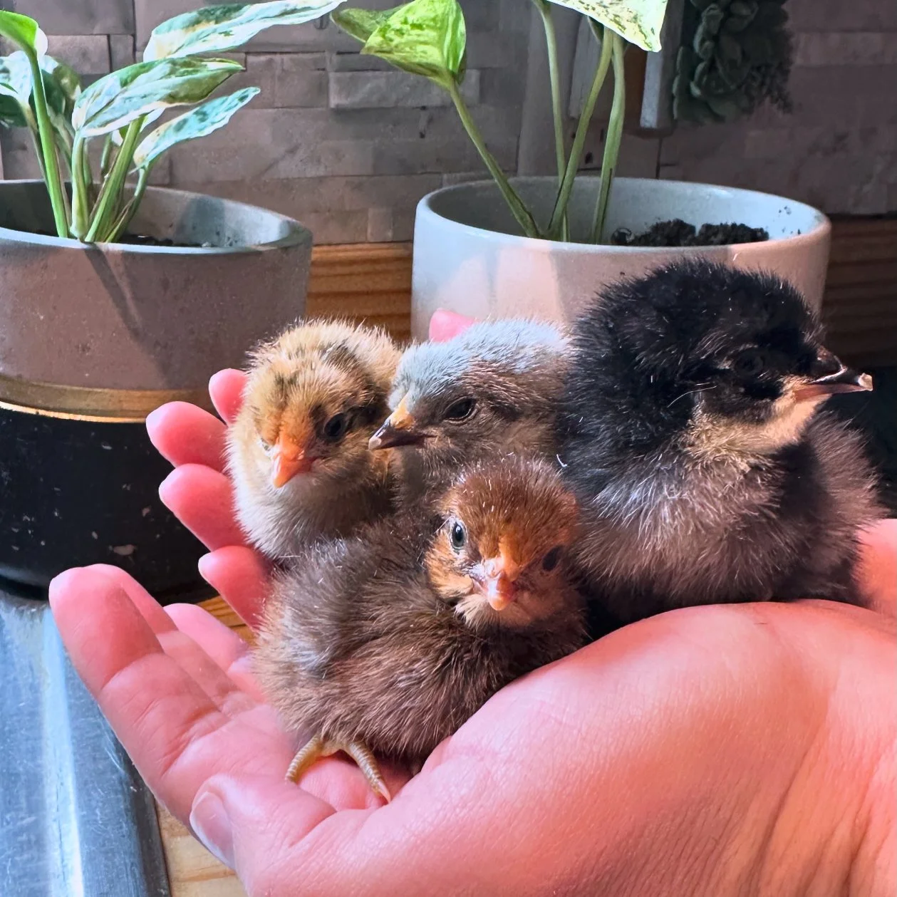 Choosing The Right Chicken Breed For You!