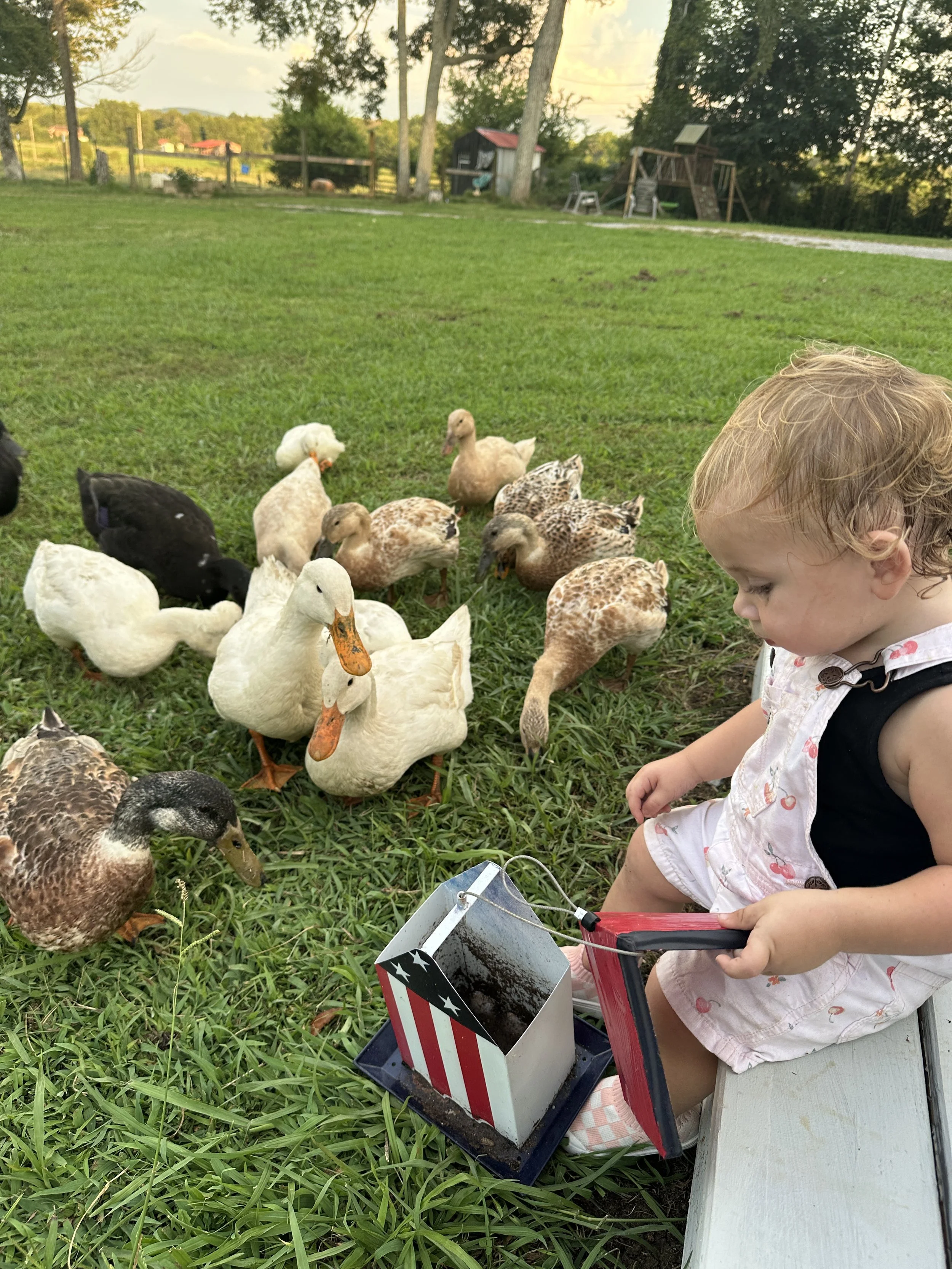 Ducks - and why they are just as great as chickens!