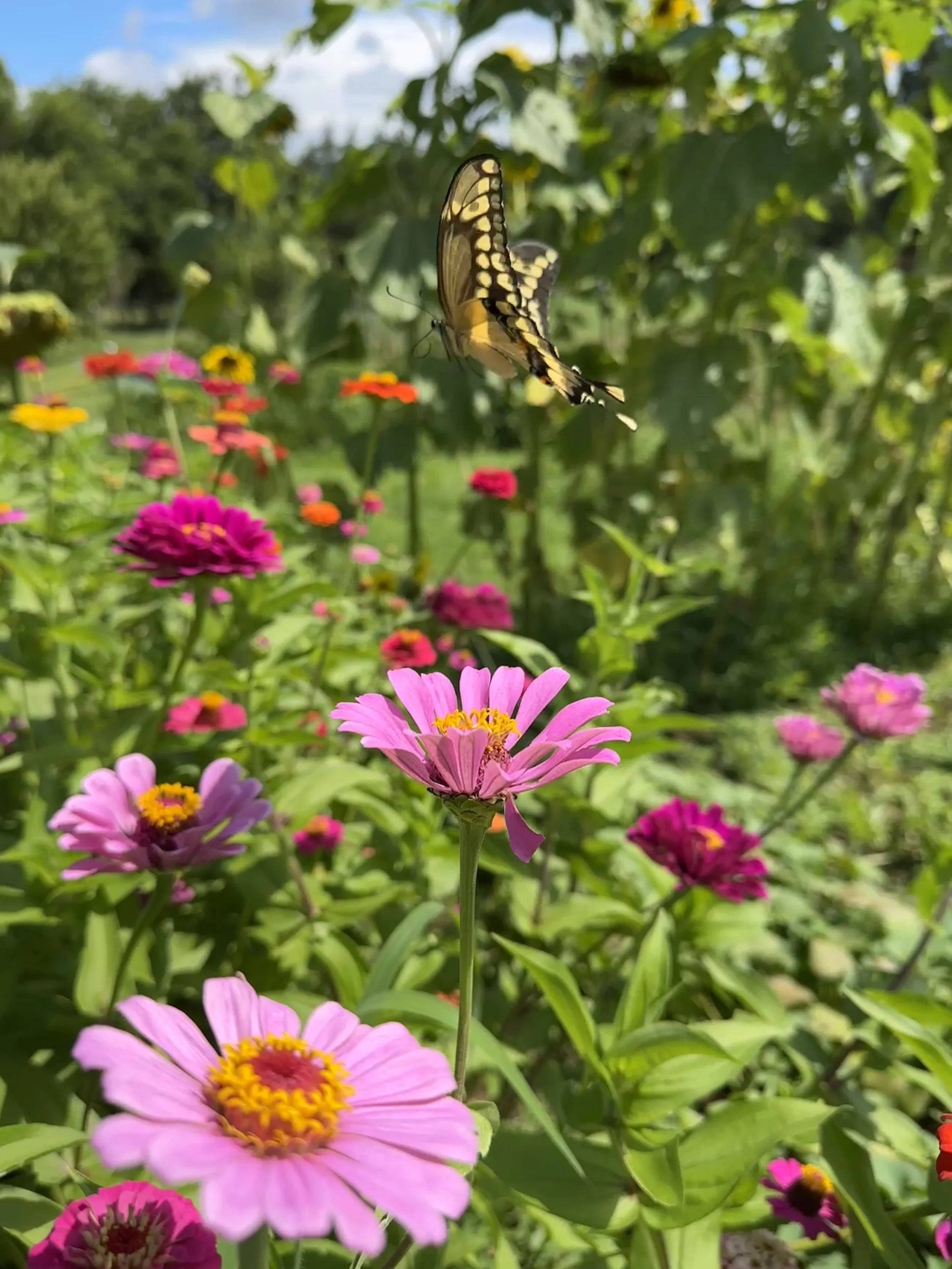 Gardening 101 and how to start