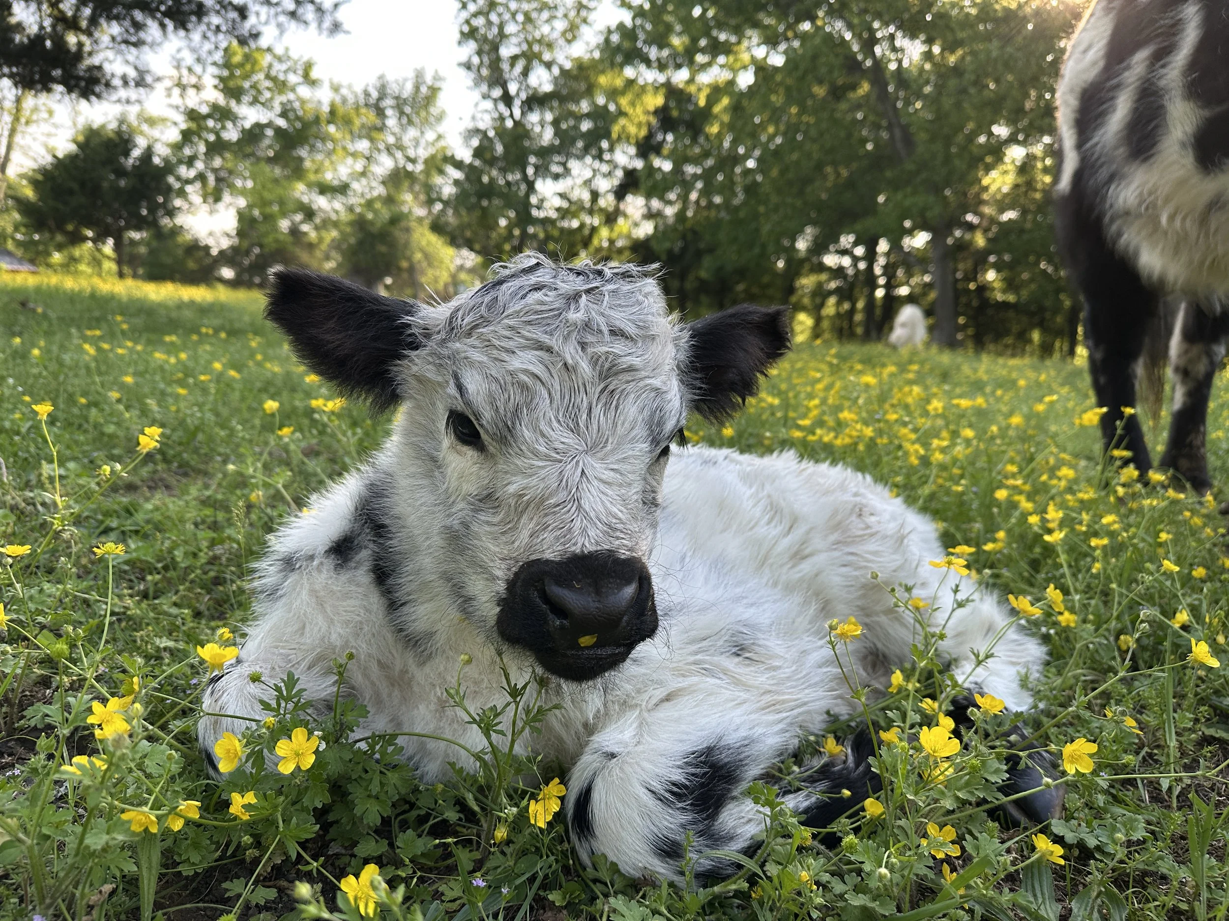 What Are Mini Cattle and How to Choose Which is Right for You!