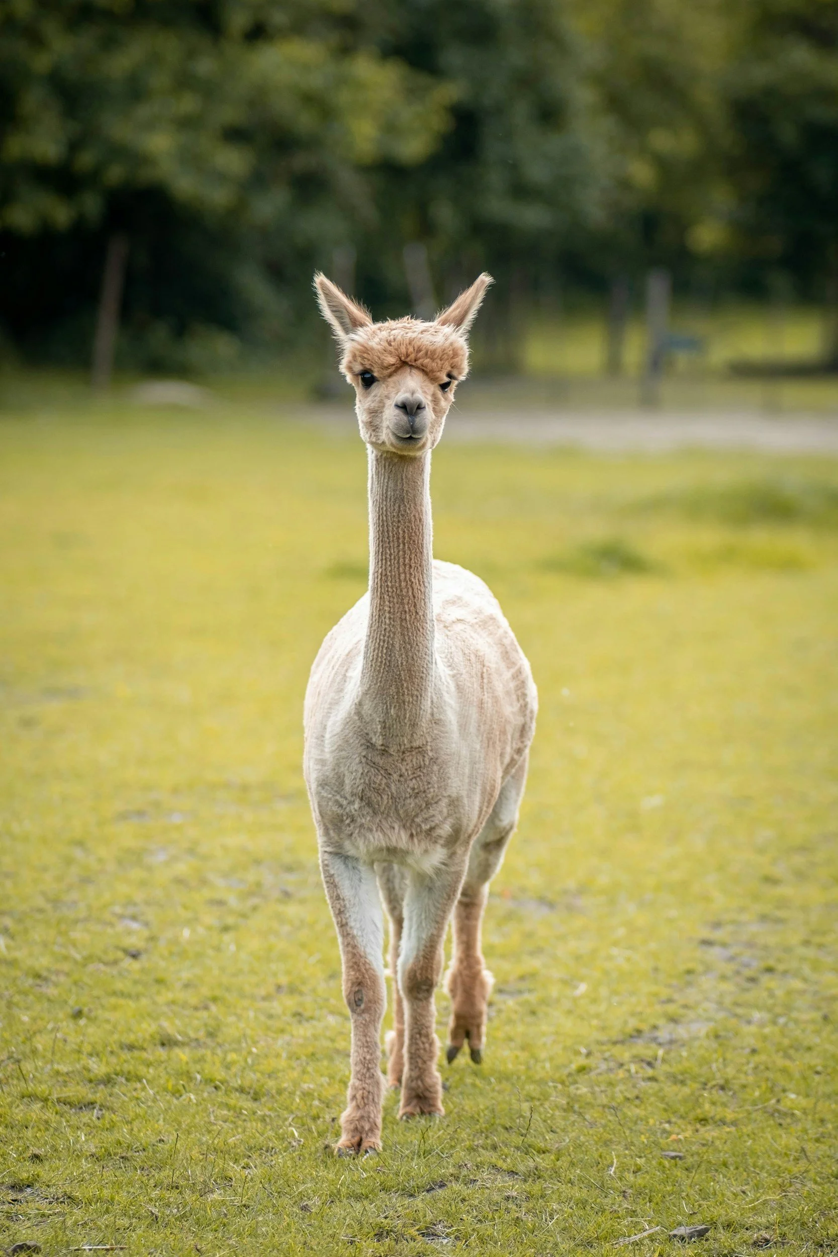 A llama standing on green grass with a blurred background of trees and a bench.