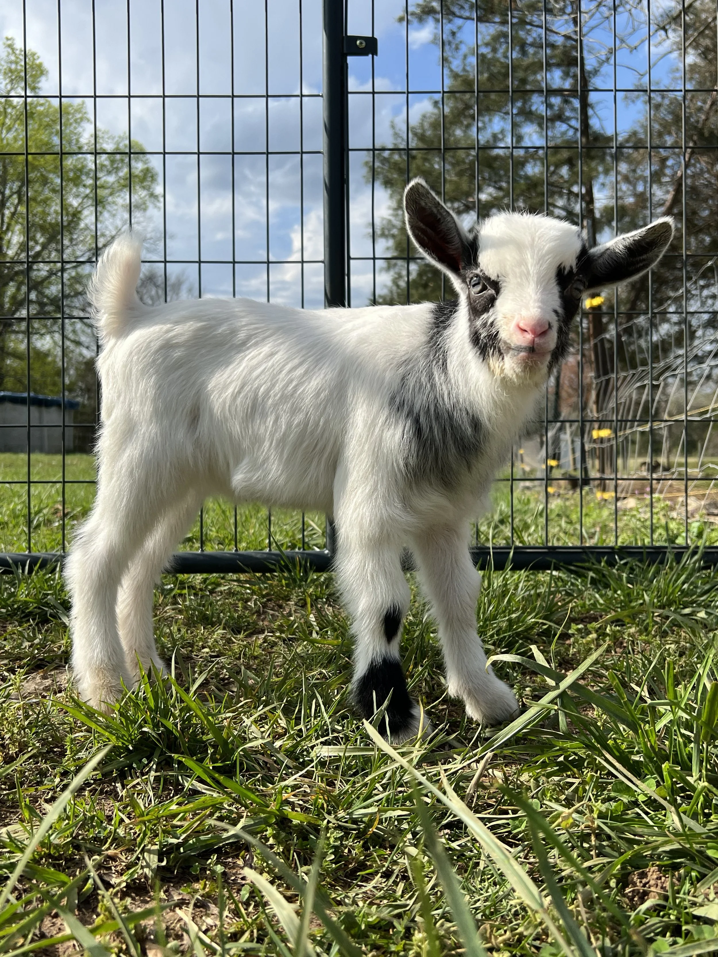 Young goat with black and white fur standing on grass in front of a wire fence, with trees and blue sky in the background.
