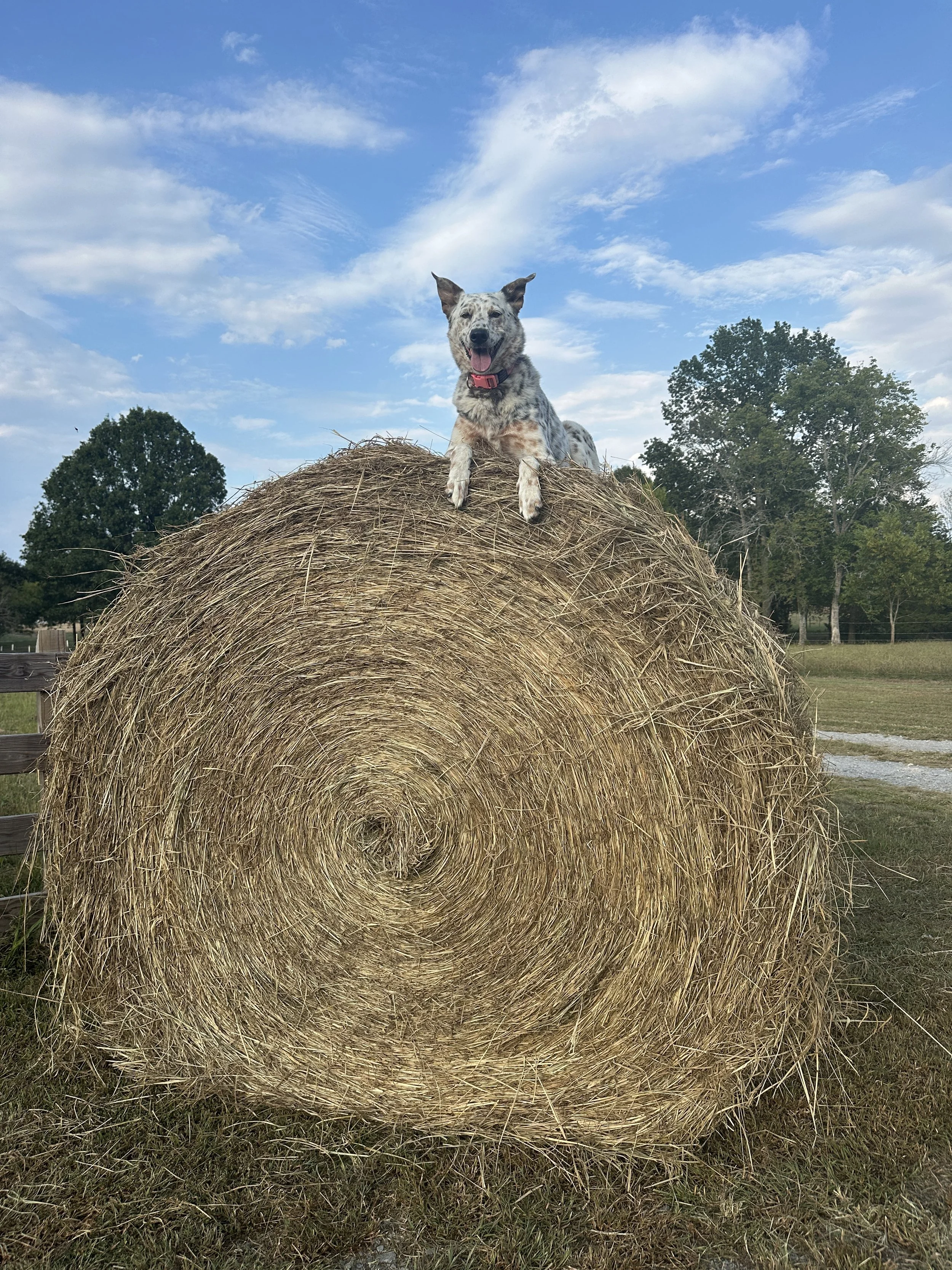 A happy dog with a red collar sitting on top of a large hay bale outdoors, with a partly cloudy sky and trees in the background.