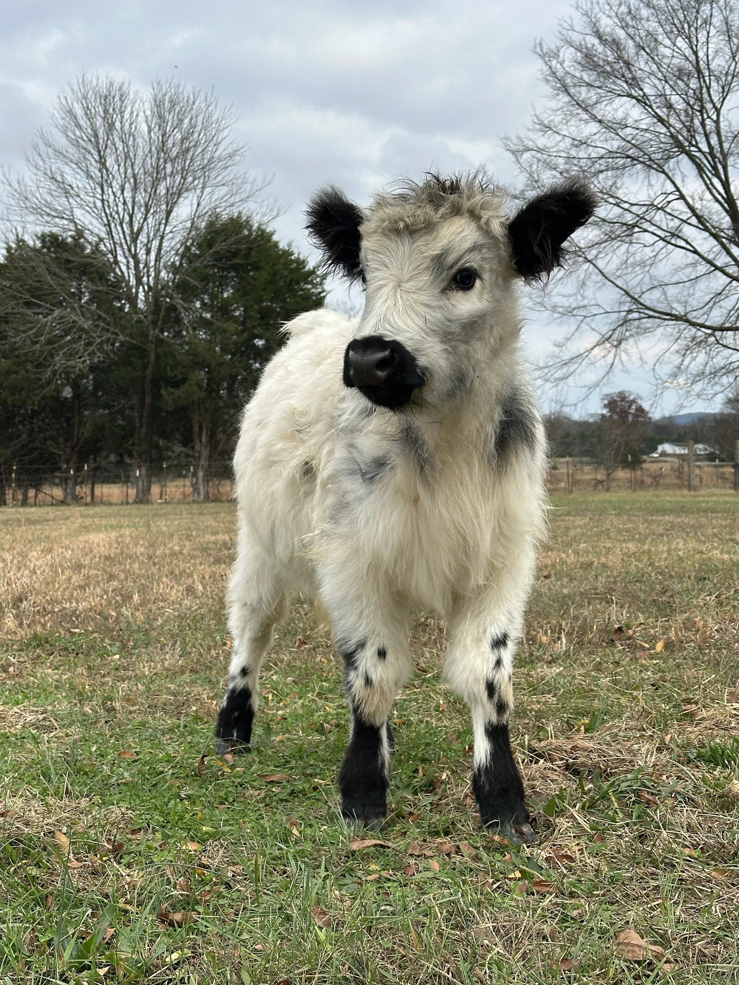 Young goat standing on grassy field with trees in the background.