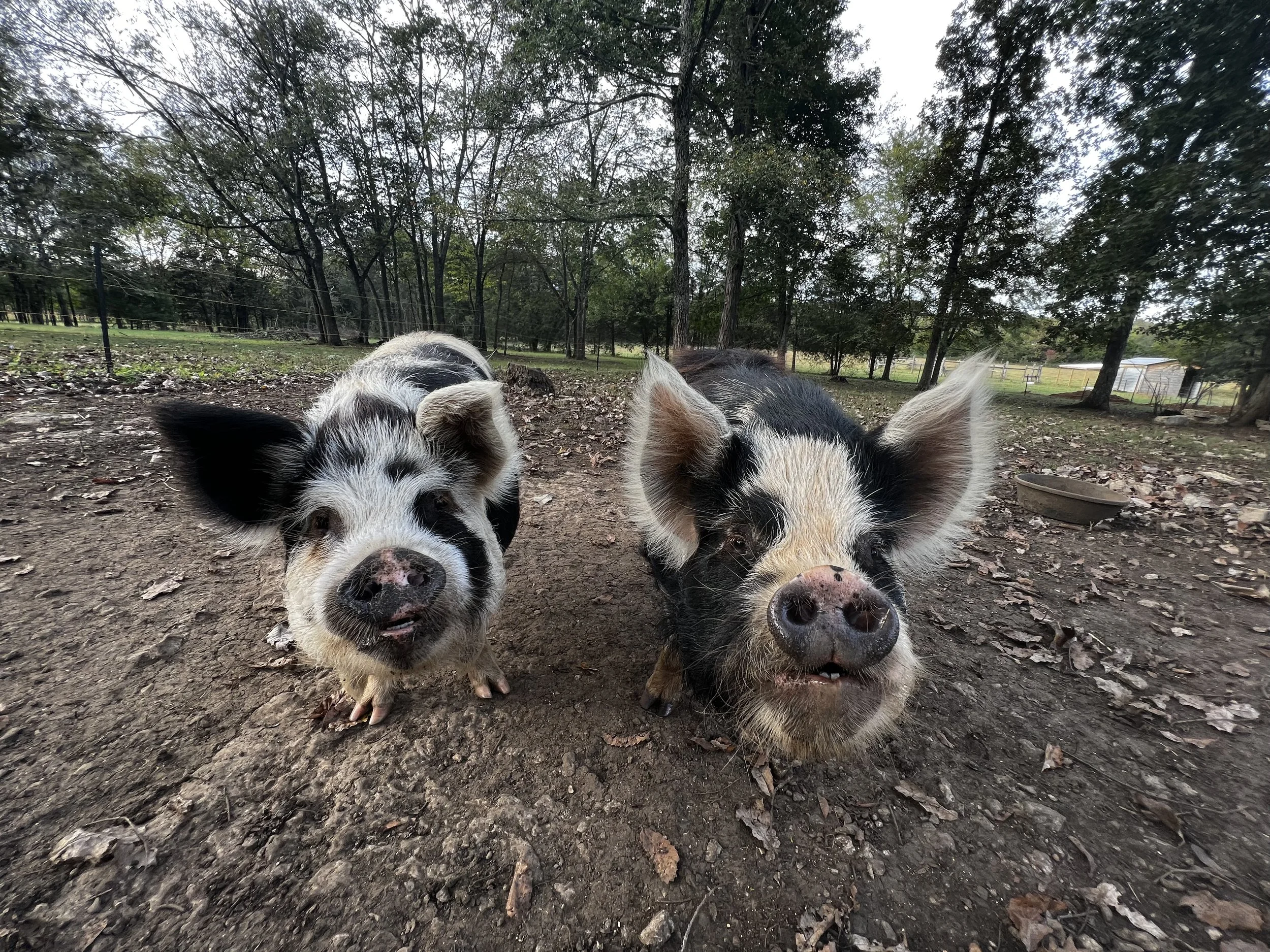 Two piglets with black and white markings on their faces, standing on dirt ground in a farmyard with trees and a fence in the background.