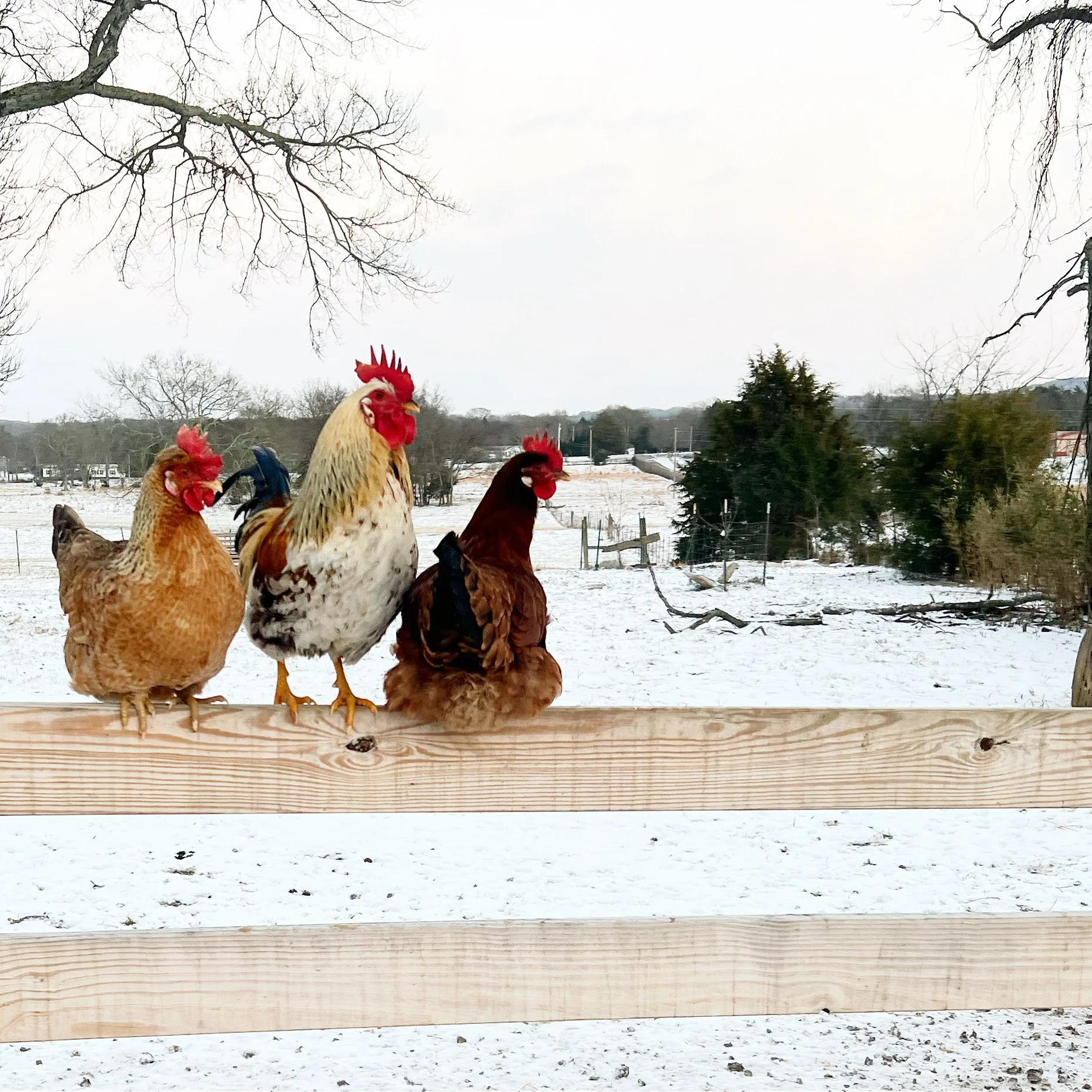 Chickens in the snow on a fence