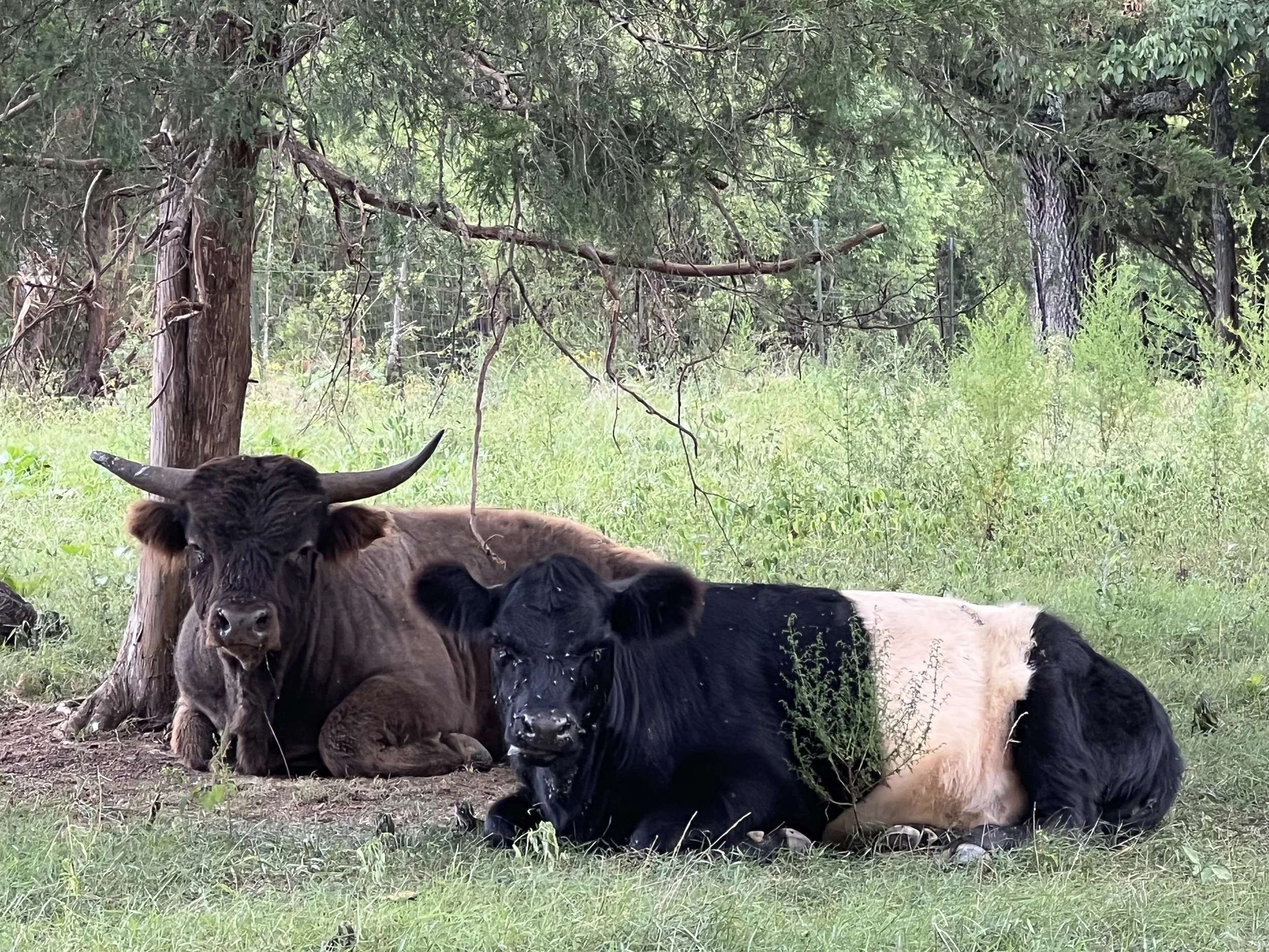 A brown cow and a black-and-white calf lying on the grass under a tree in a green, wooded area.