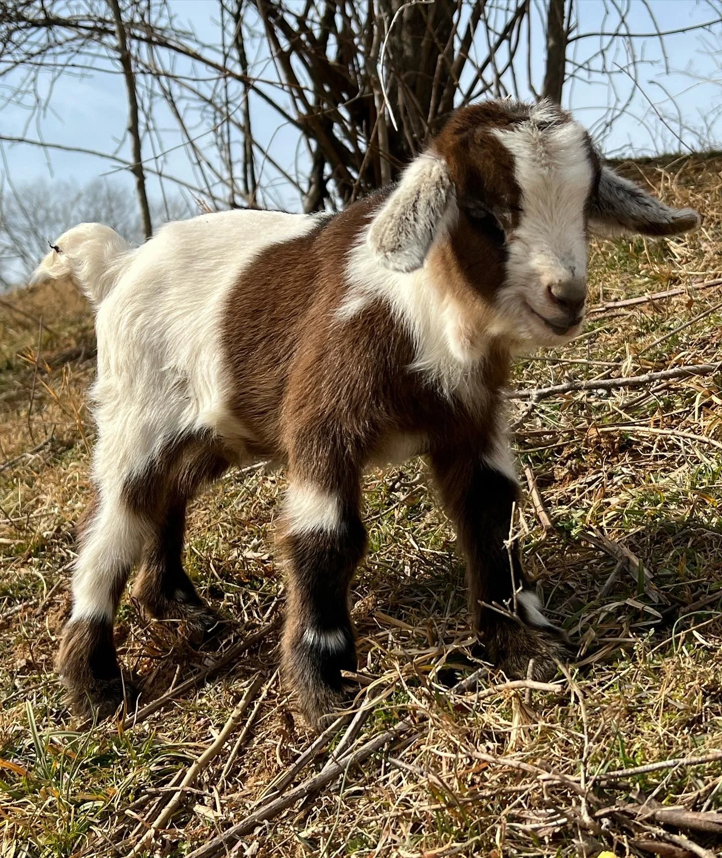 A baby goat standing on dry grass and twigs outdoors with a blue sky and trees in the background.
