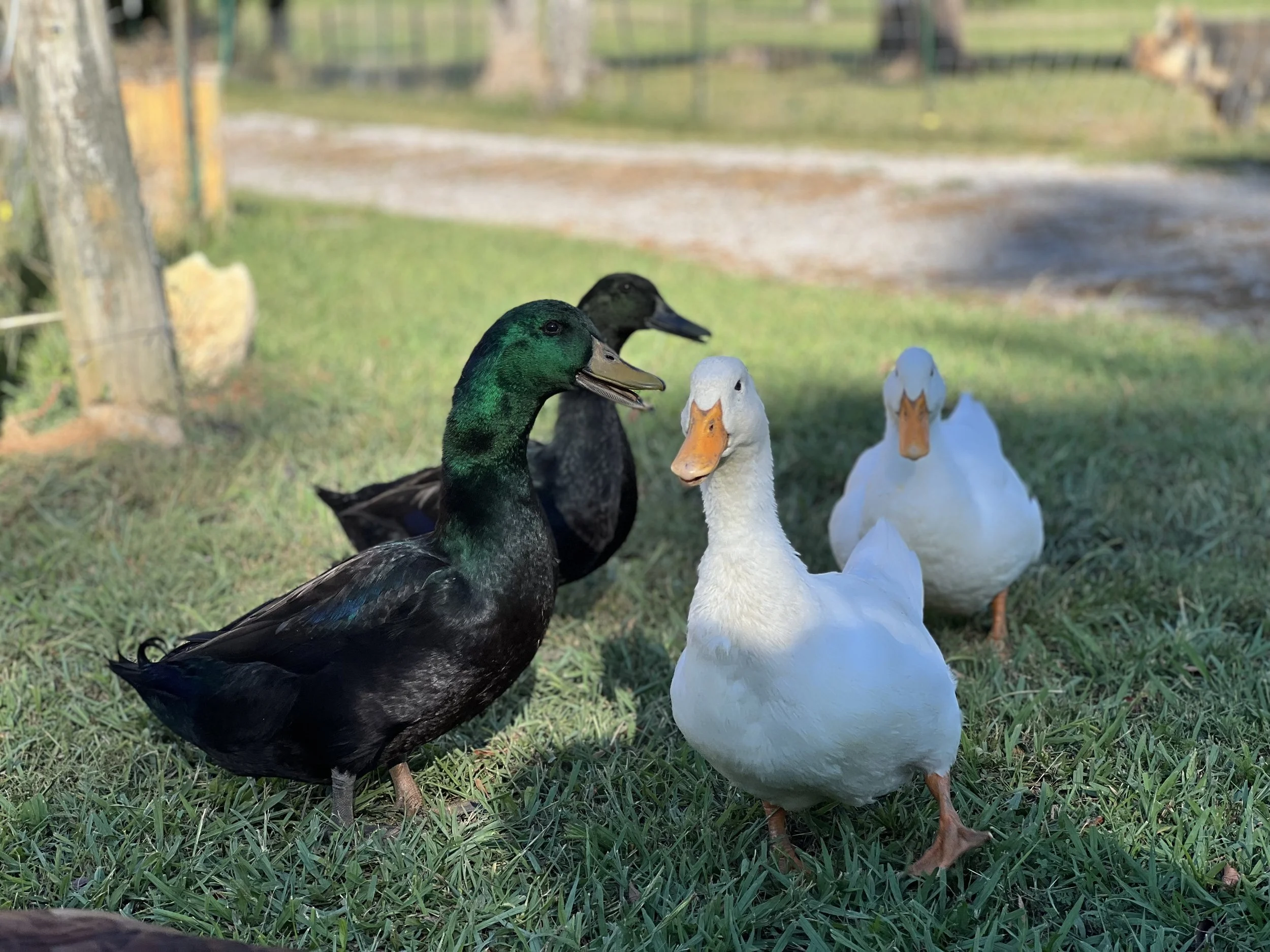 Four ducks, two white and two black, standing on grass near a wooden fence, with blurred background.