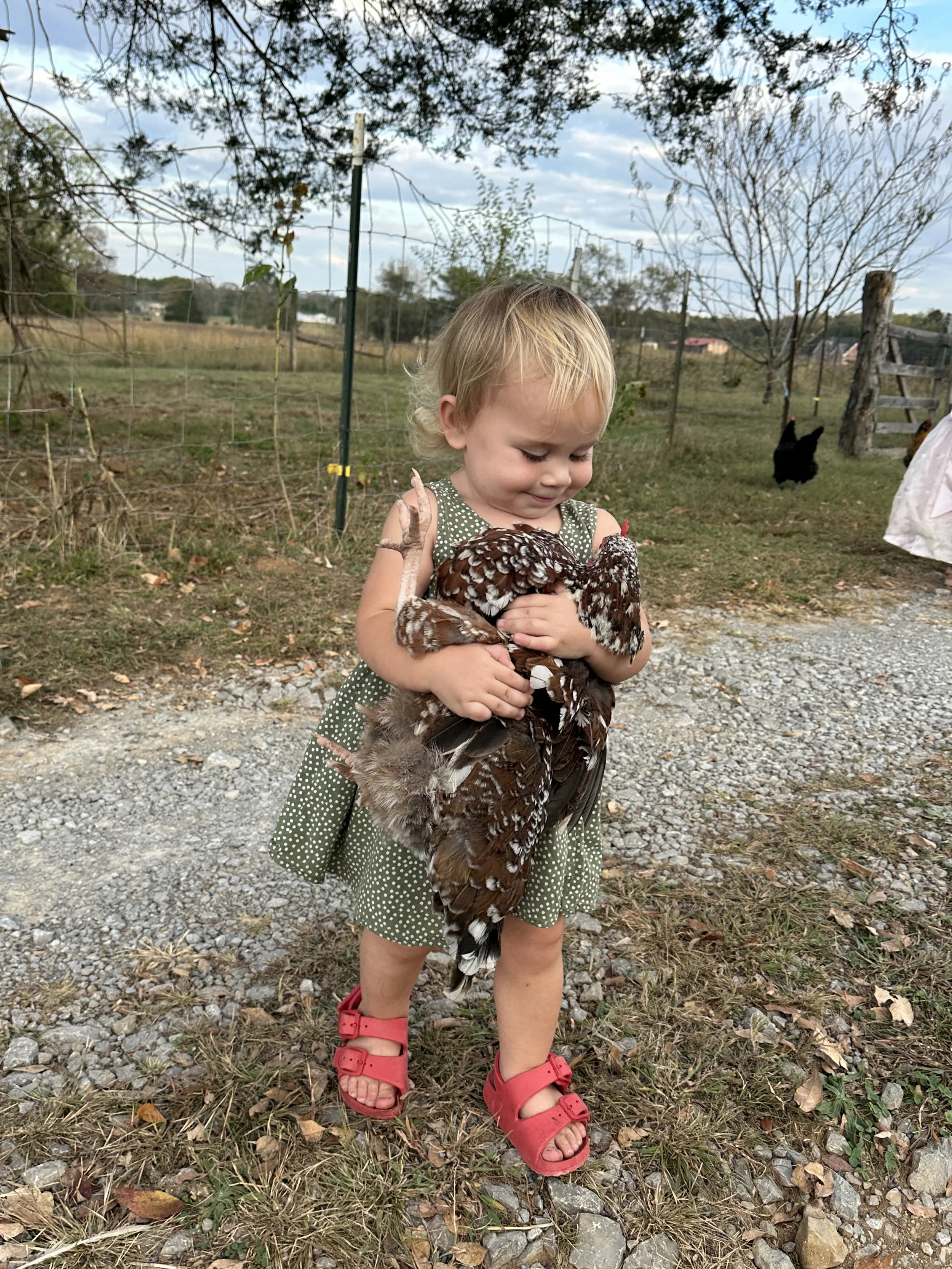 A young girl in a green polka dot dress and red sandals holding a large feathered chicken outside on a gravel and grass path, with trees and a wire fence in the background.