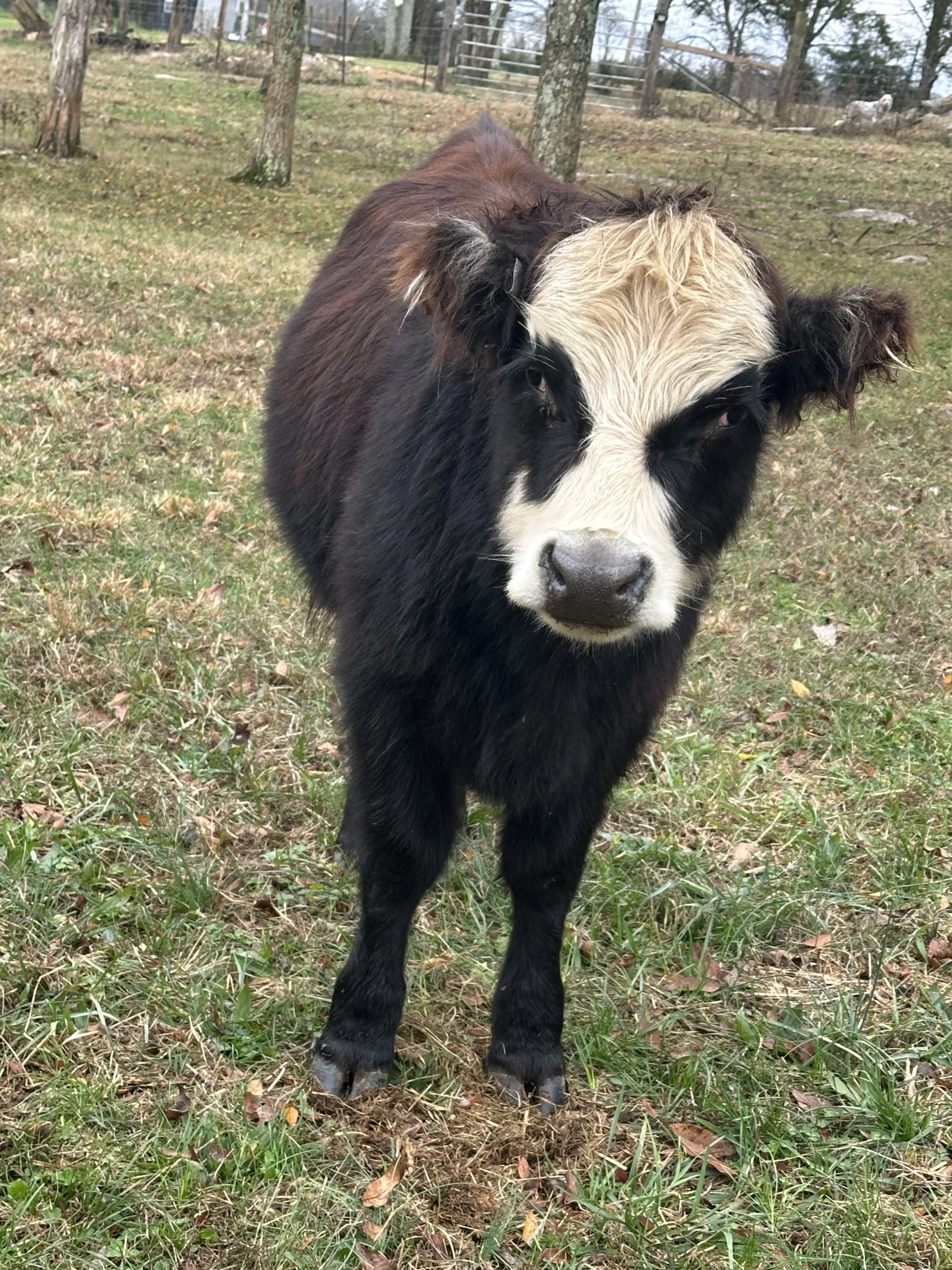 A young calf with black and white fur standing on grass in a fenced outdoor area.