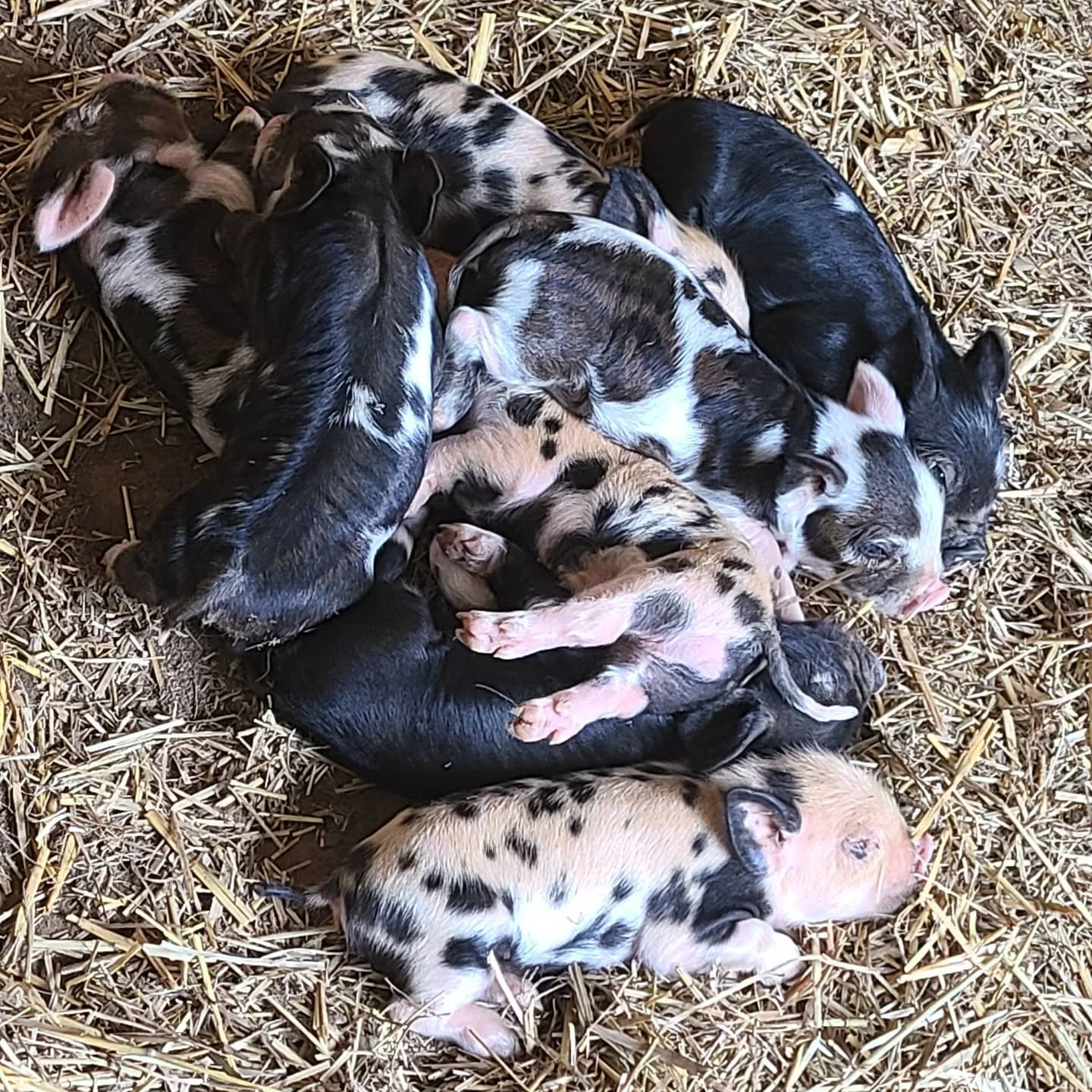 Group of newborn puppies sleeping on straw bed