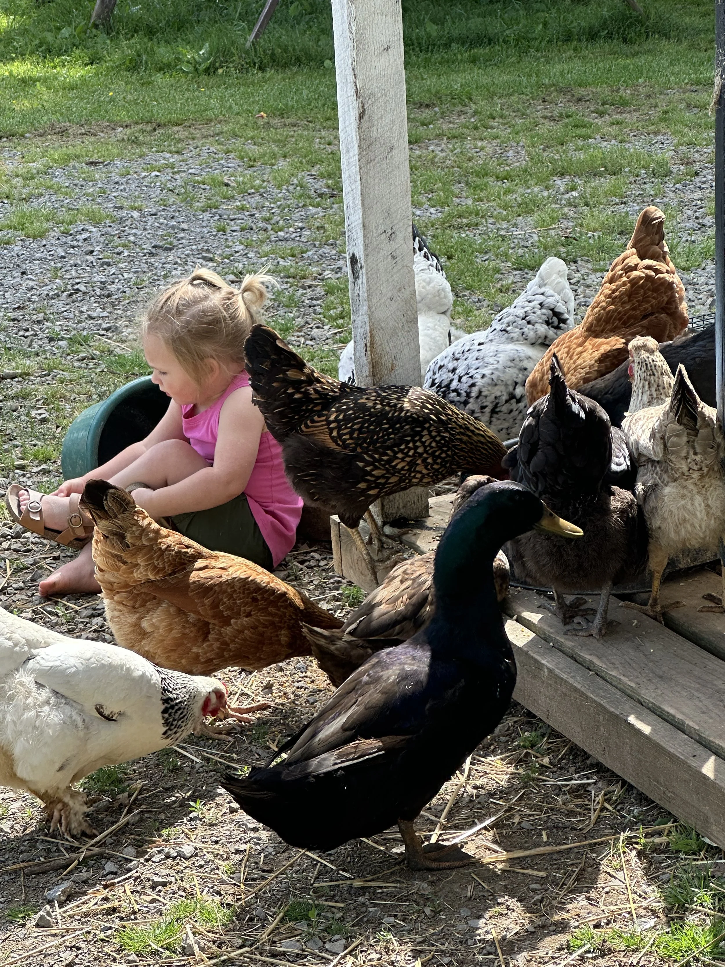 chicken flock with a little girl