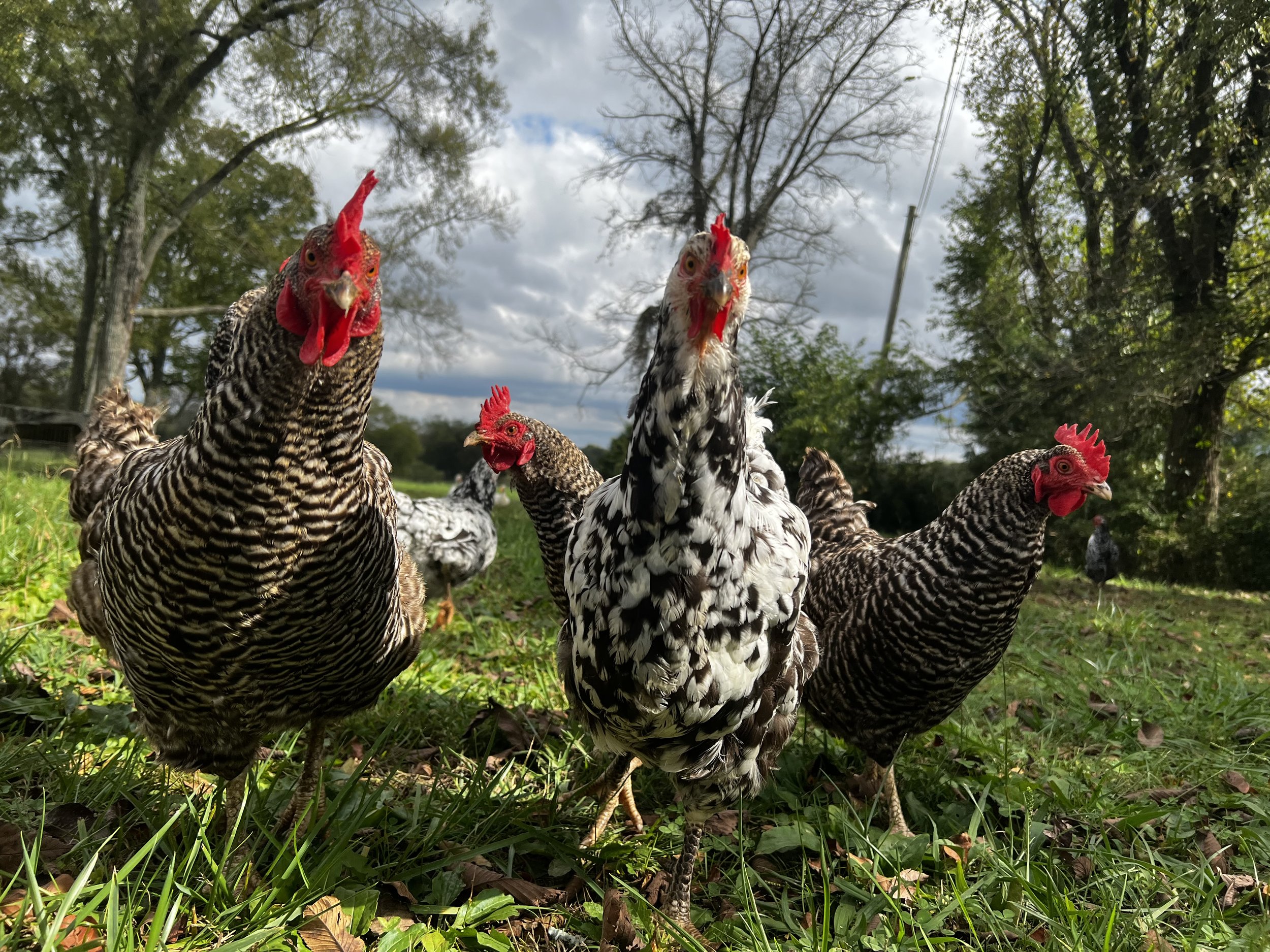 Group of five chickens with black and white feathers, red combs, and wattles standing on grass outdoors with trees and cloudy sky in the background.