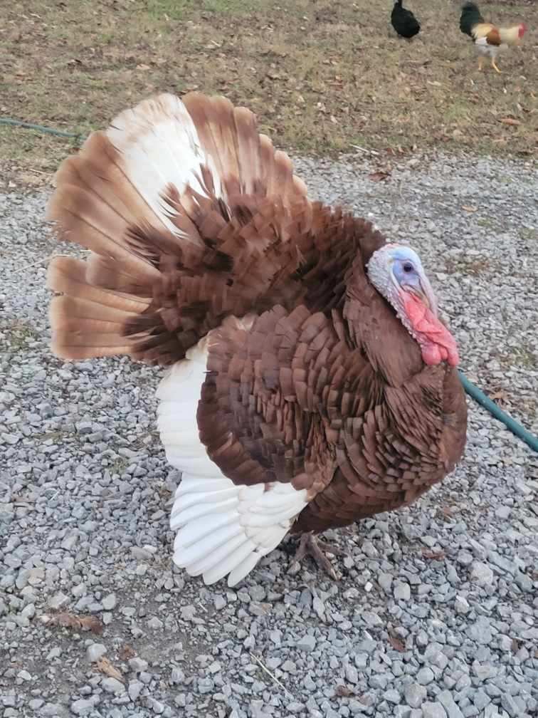 A turkey with brown feathers, a red wattle, and white tail feathers standing on gravel ground outside.