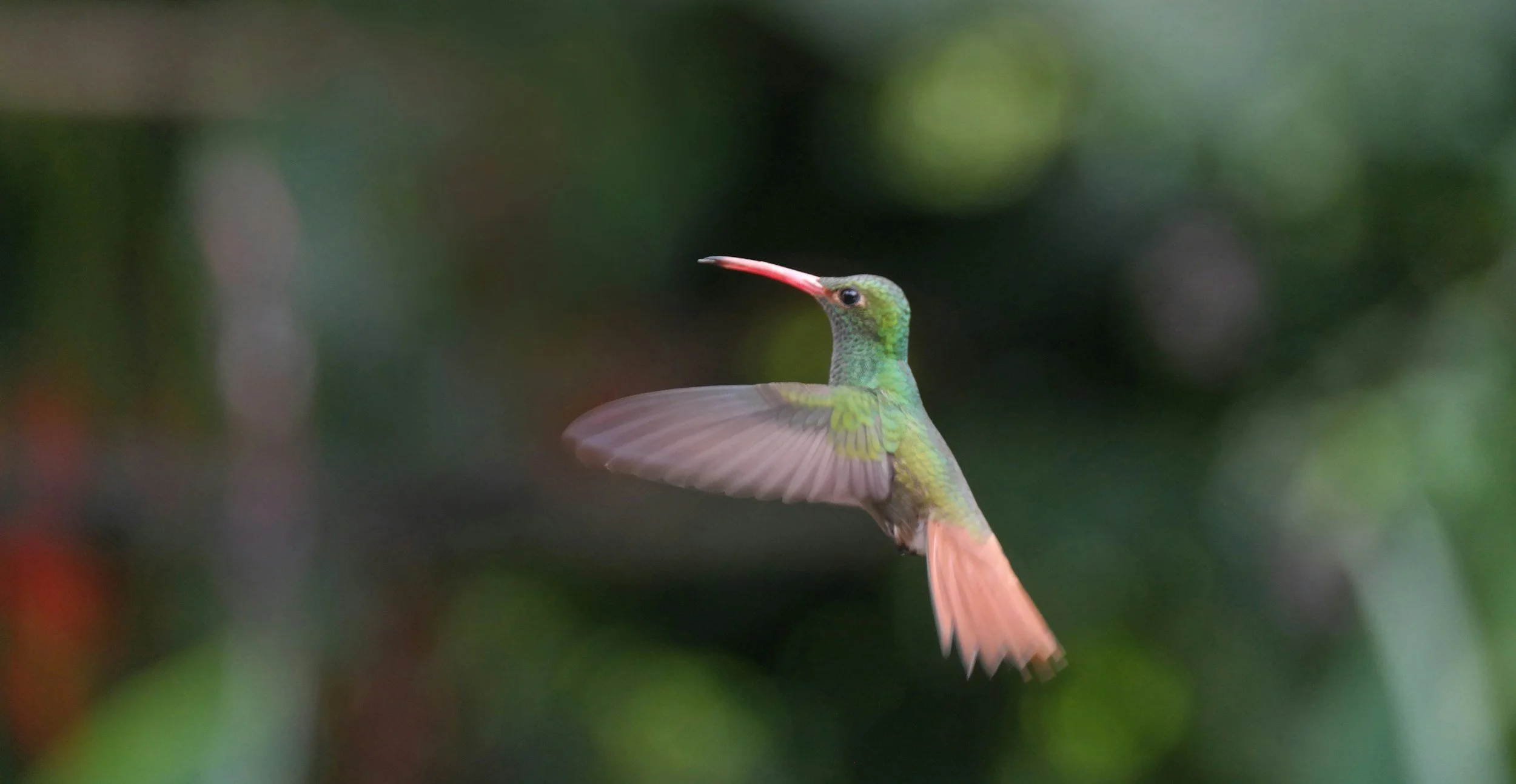 hummingbird in flight