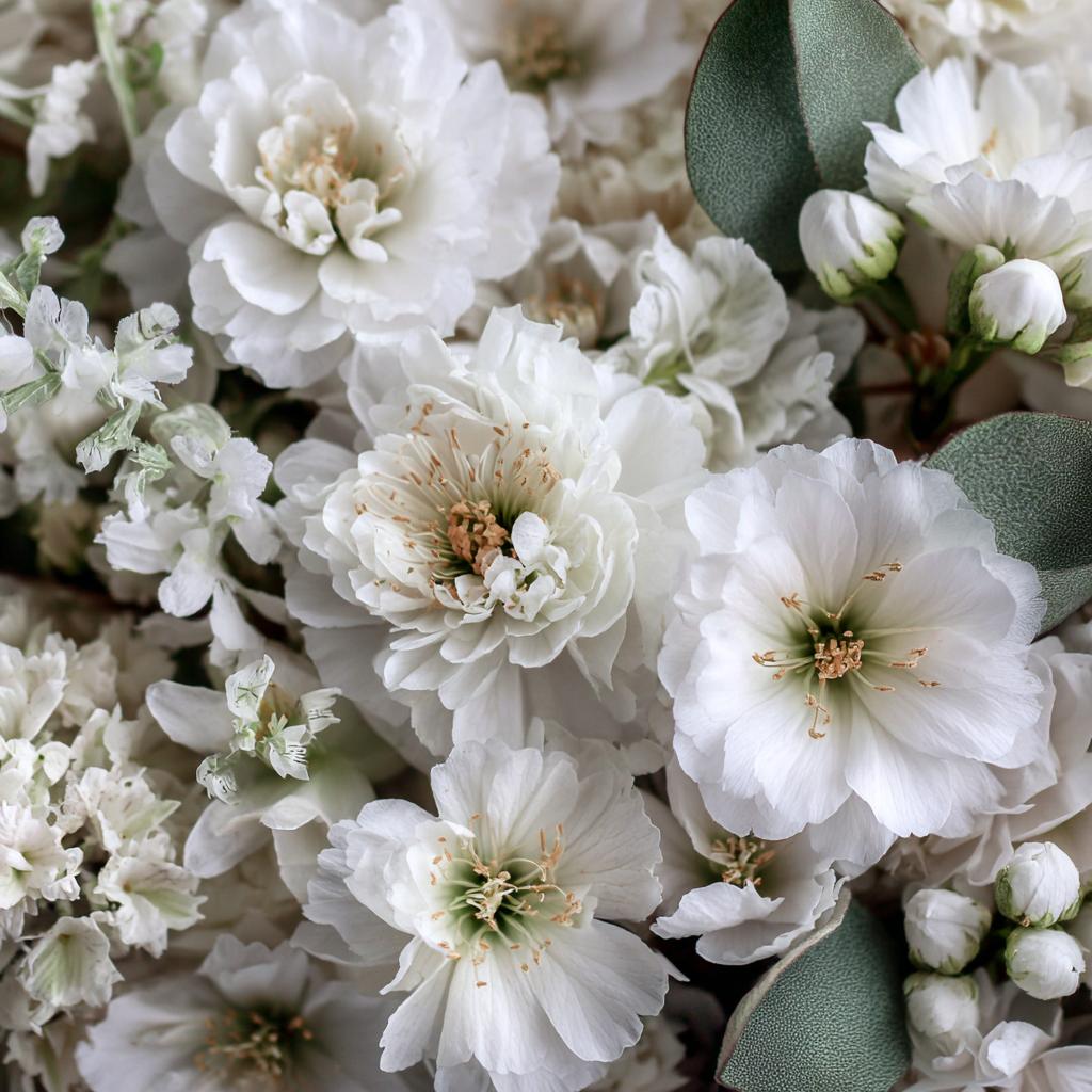 Close-up of white flowers with green leaves.