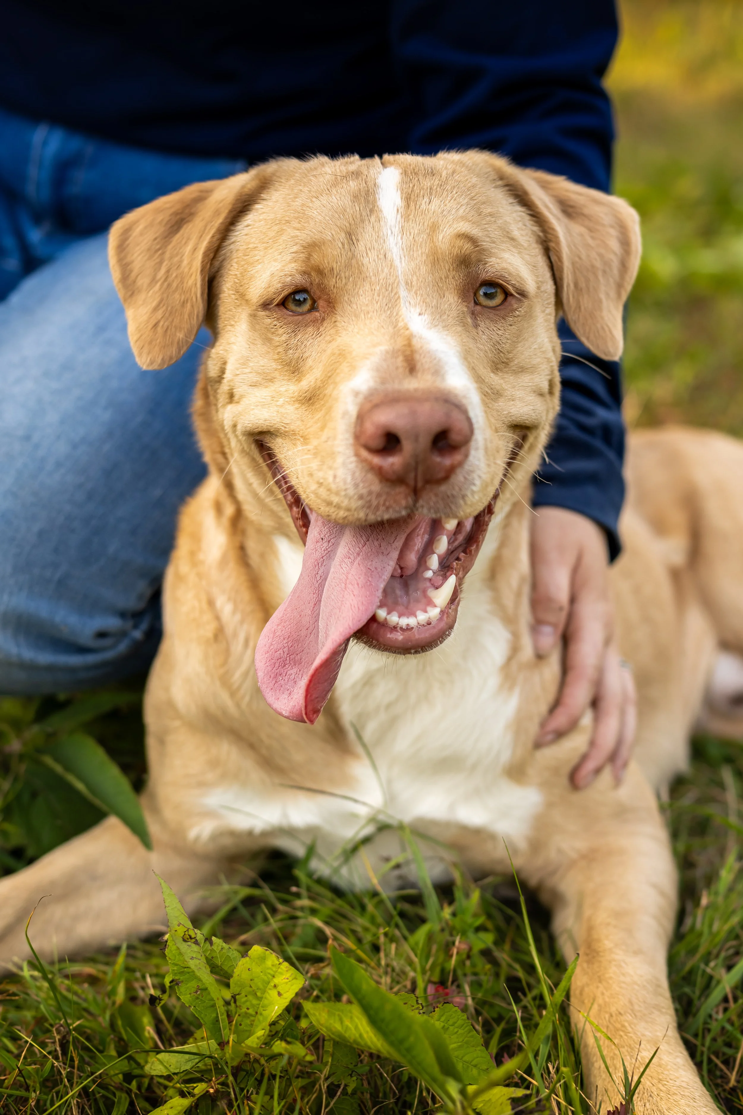 A happy brown and white dog with its tongue out, lying on grass, with a person in a blue jacket behind it.