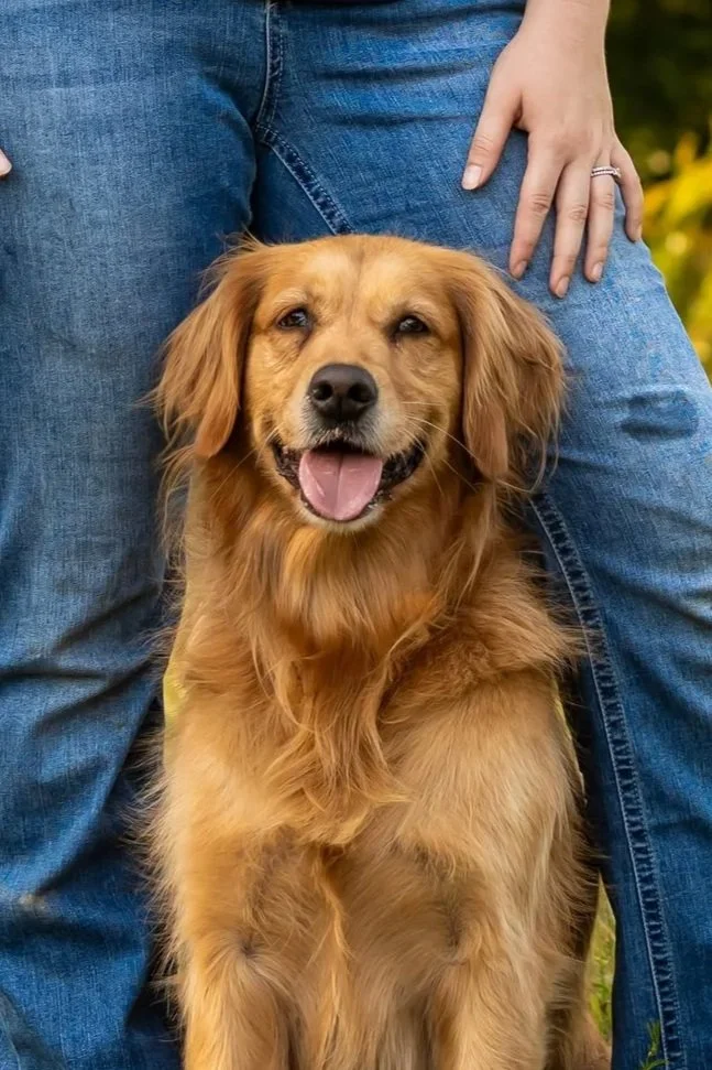Close-up of three dogs with open mouths and tongues out, outdoors in natural light.