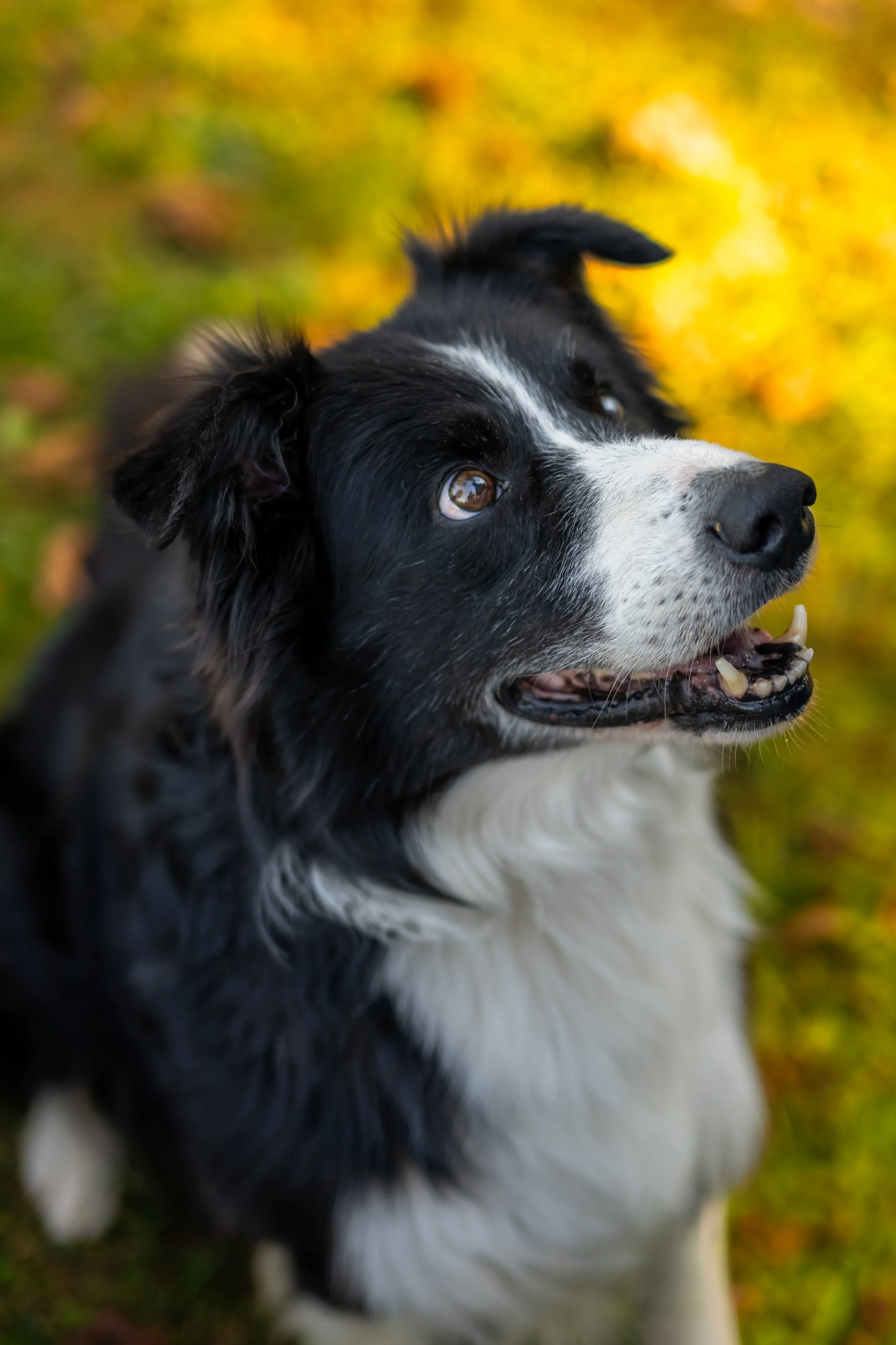 Close-up of a black and white dog looking upwards outdoors with a blurred autumn-colored background.