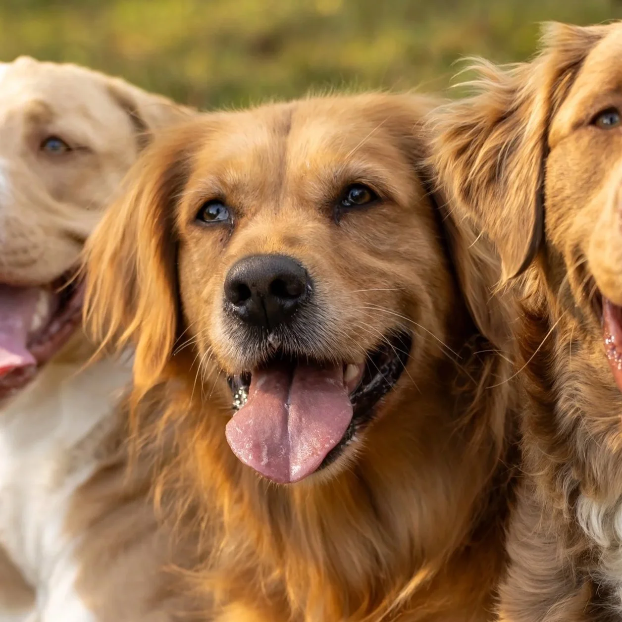 Close-up of three dogs with open mouths and tongues out, outdoors in natural light.