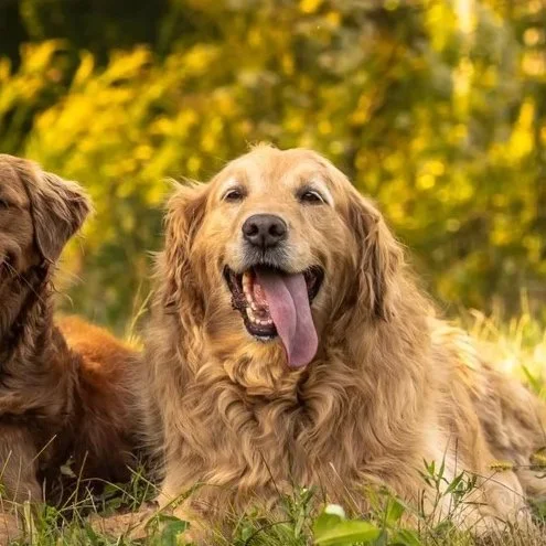 Golden retriever dog lying on grass with tongue hanging out, outdoors with green and yellow foliage in the background.